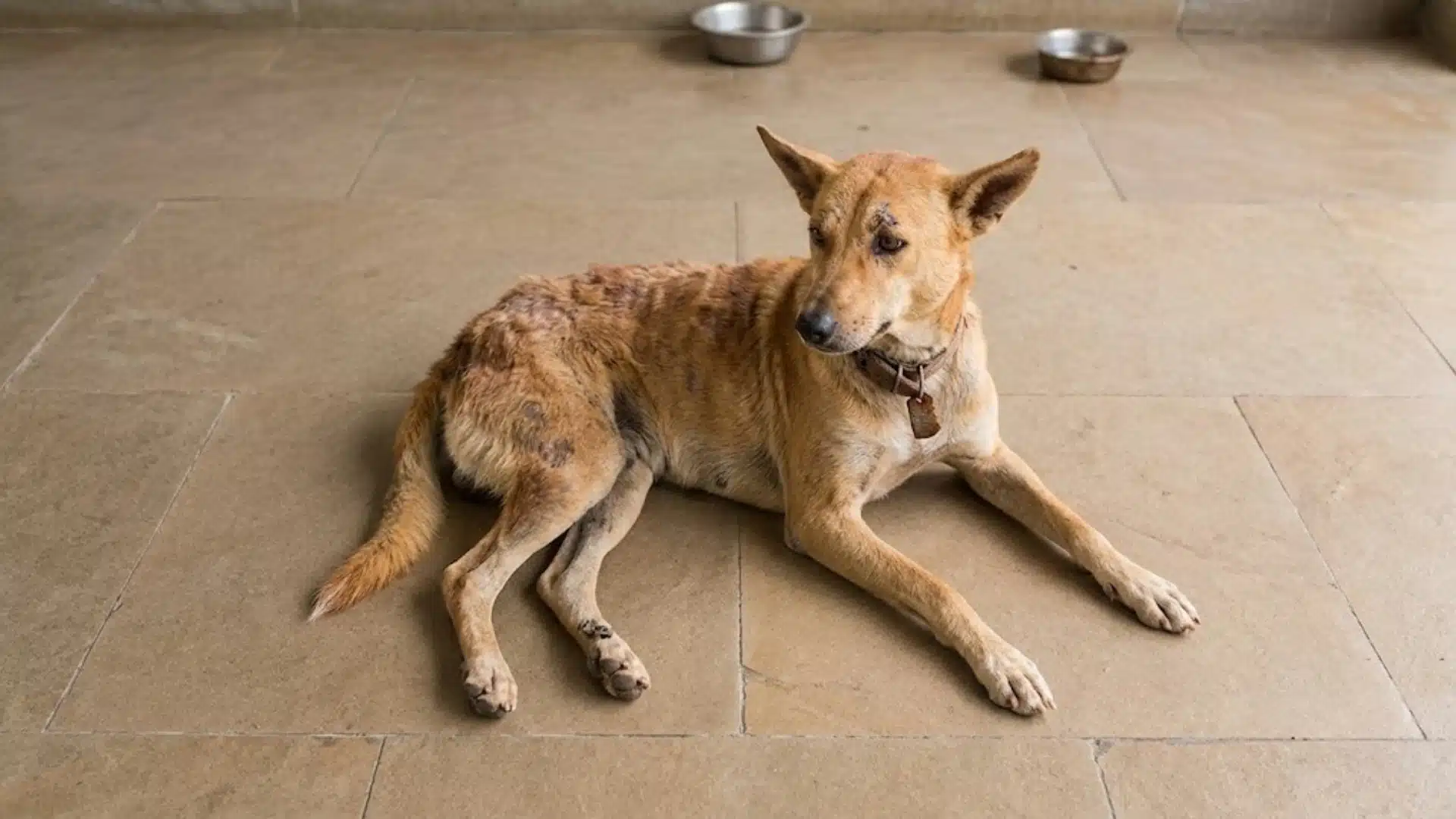 Dog lying on floor with patchy hair loss, irritated skin, and visible bald areas on its back and legs