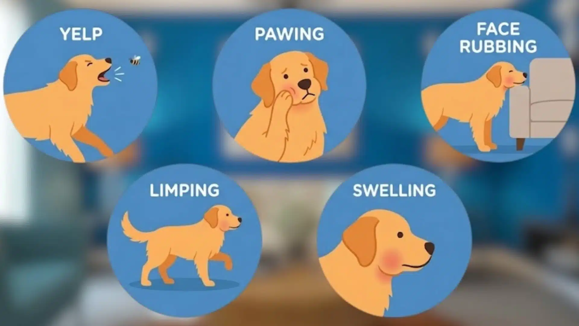Graphic showing dog bee sting symptoms like yelping, pawing, limping, swelling, and face rubbing signs