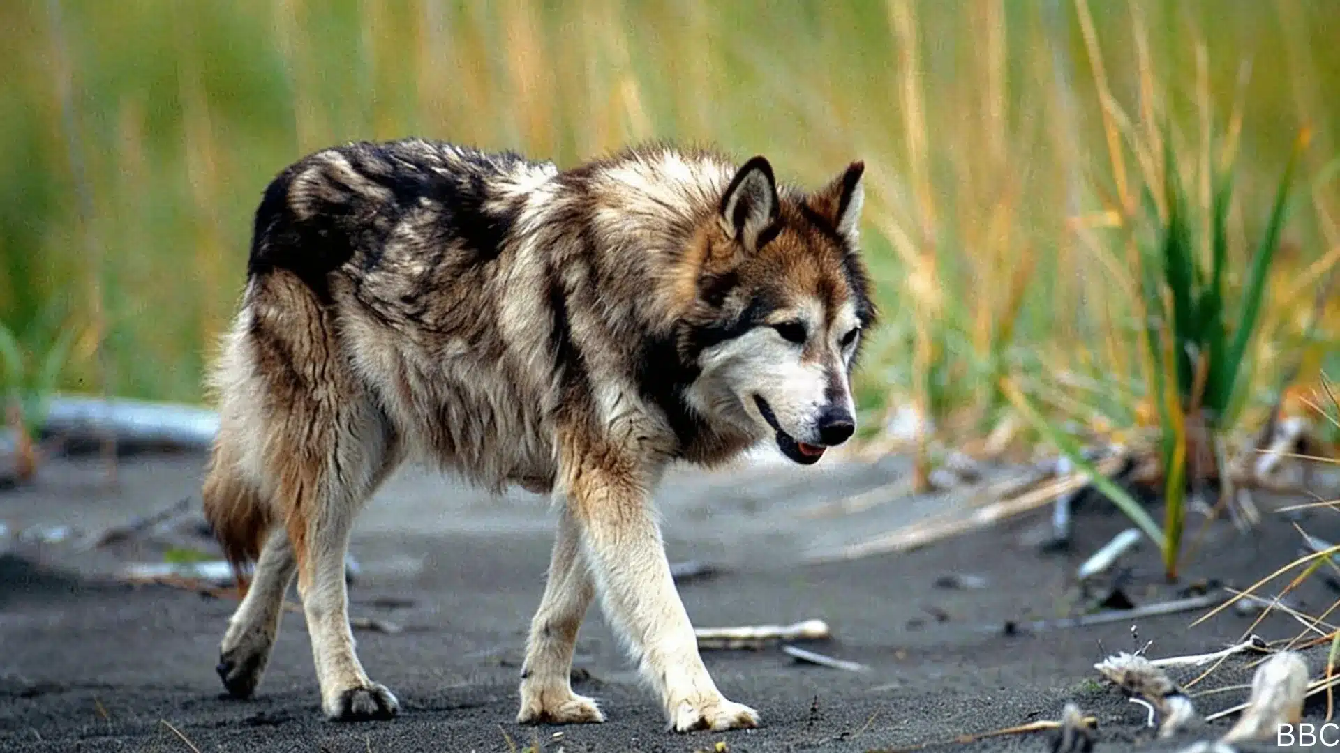 Wolf-like dog walking near wet sand and tall grass, showing a thick coat and alert posture in a natural setting