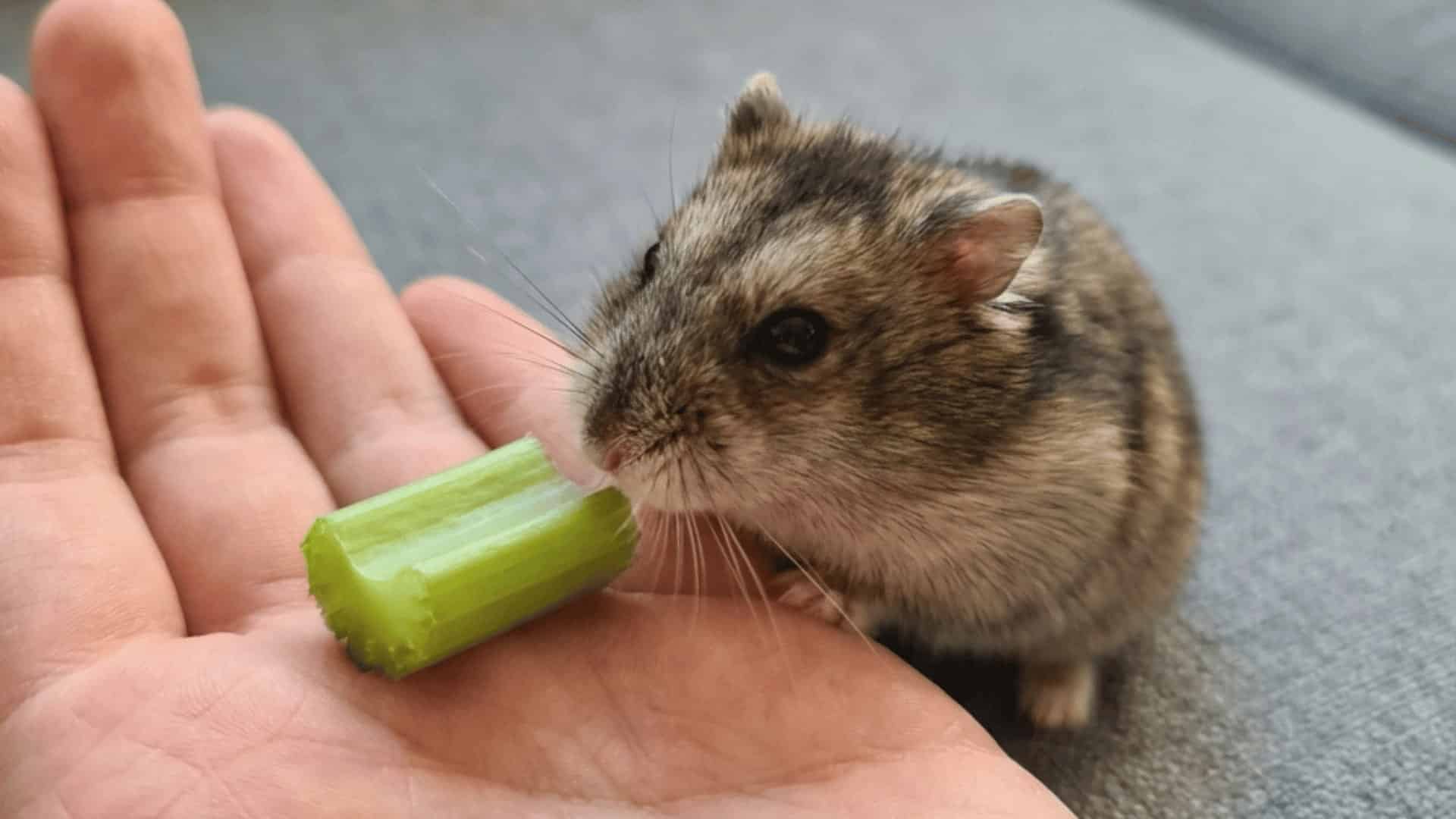 A dwarf hamster sniffing a small piece of chopped celery held in the palm of a person’s hand