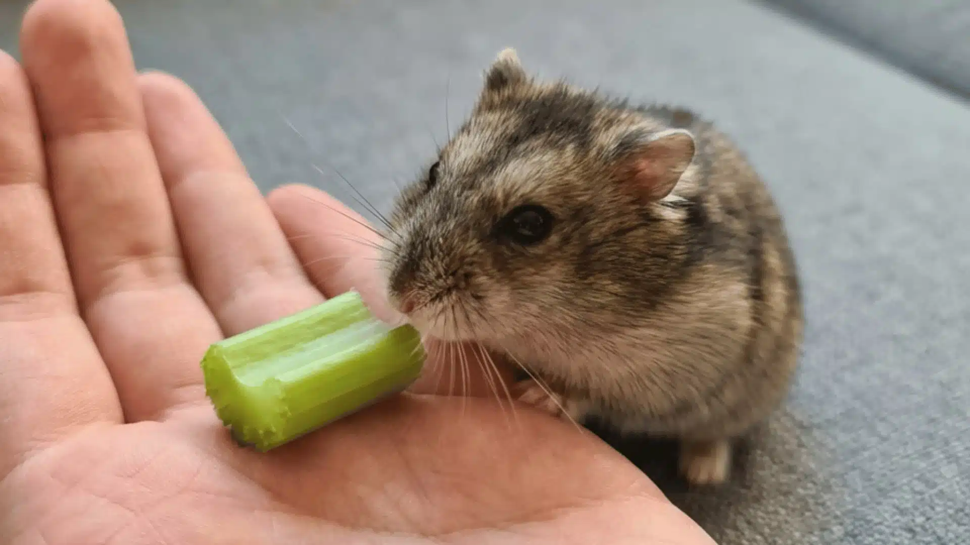 A dwarf hamster sniffing a small piece of chopped celery held in the palm of a person’s hand