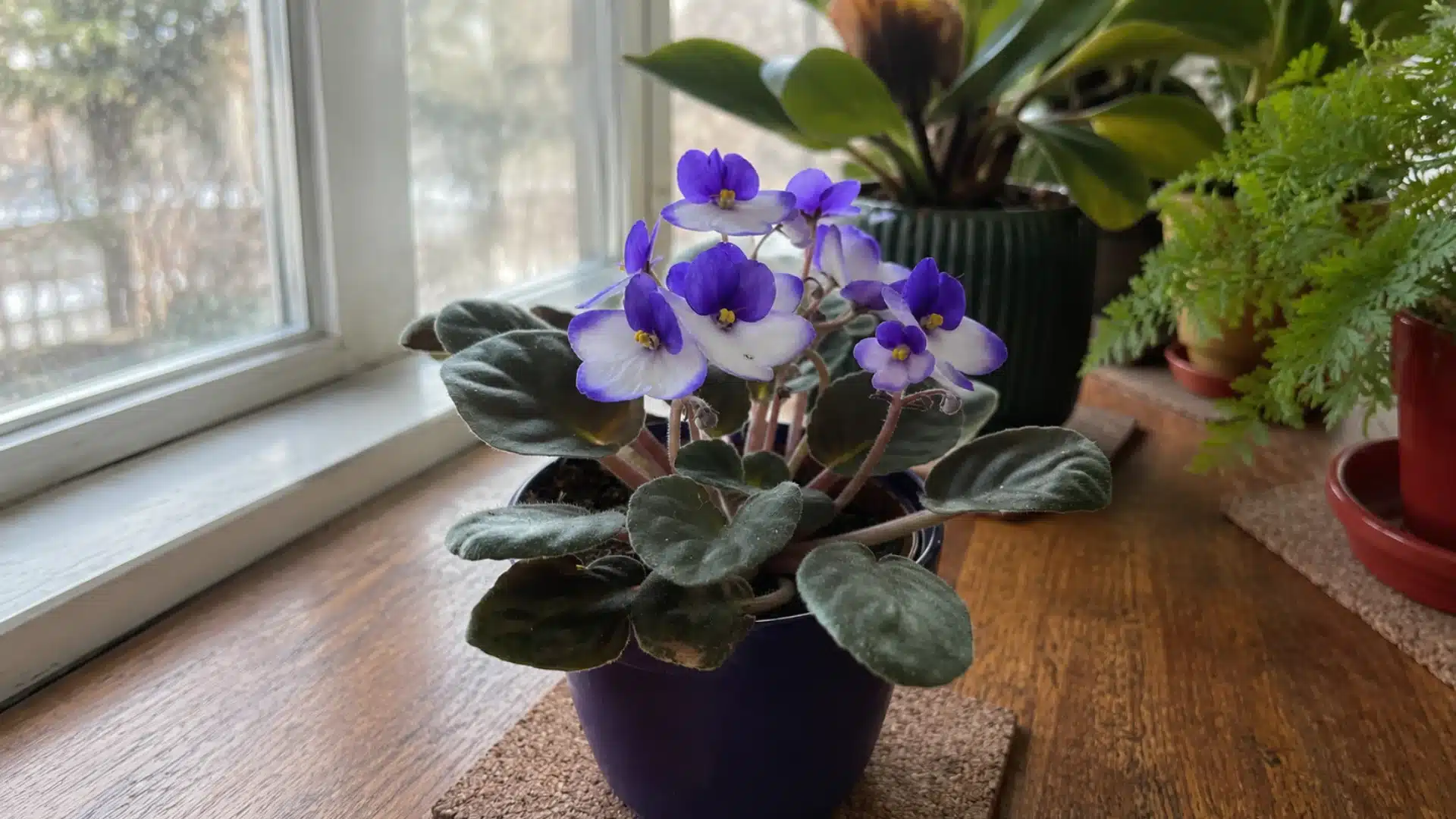 African violet with purple blooms on wooden windowsill surrounded by indoor houseplants