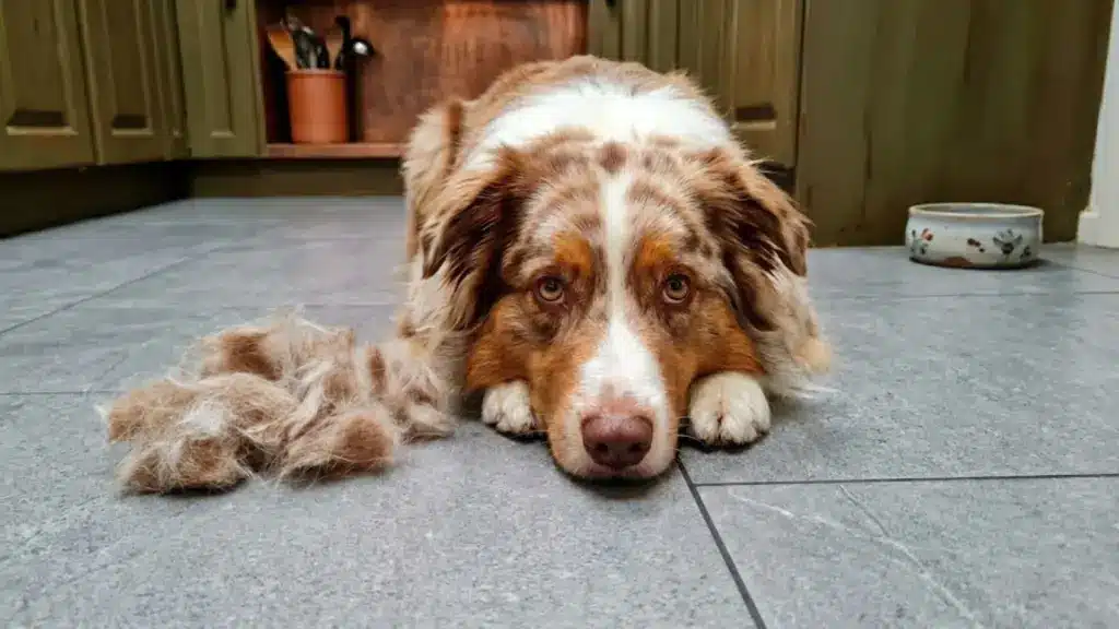 Australian Shepherd lying beside loose fur after heavy seasonal shedding indoors