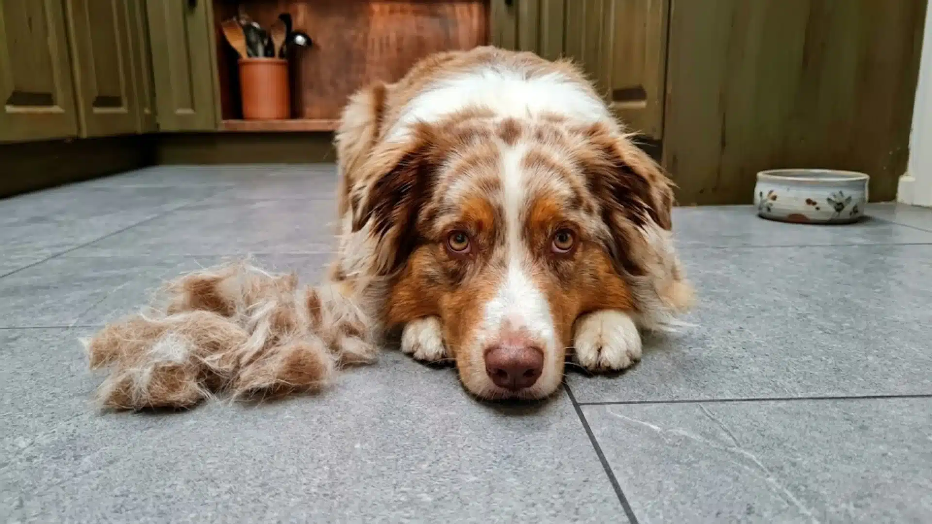 Australian Shepherd lying beside loose fur after heavy seasonal shedding indoors