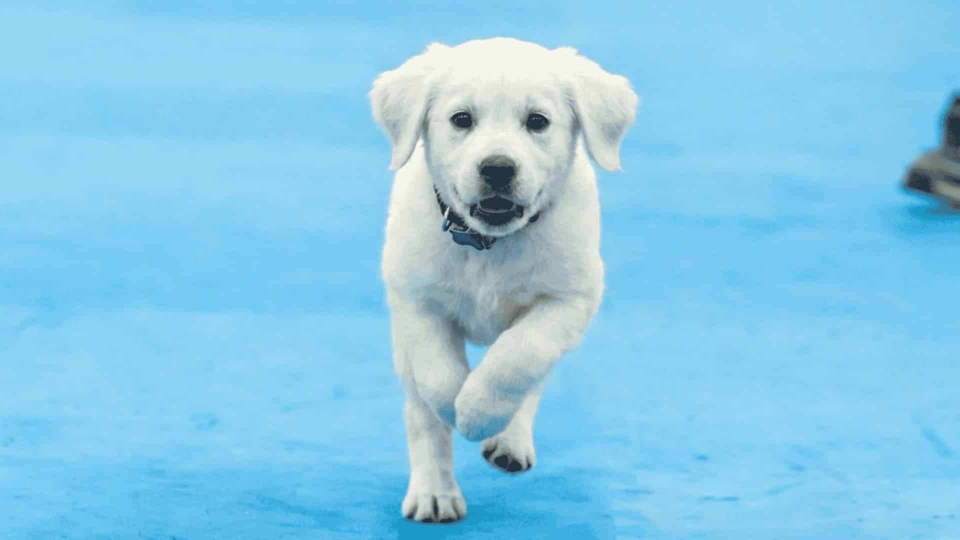 A white puppy with the zoomies runs on a blue mat, facing forward