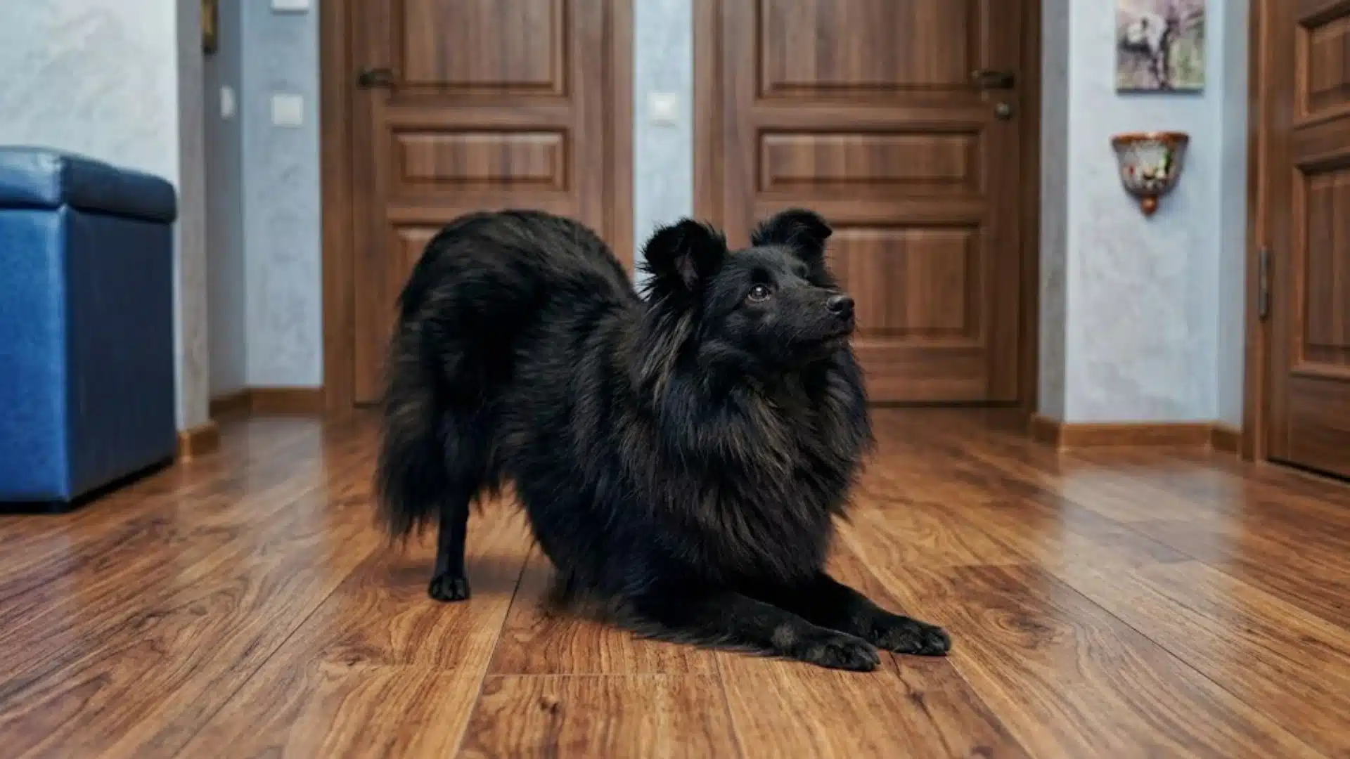Black fluffy dog lying on wooden floor inside home hallway with closed wooden doors in background