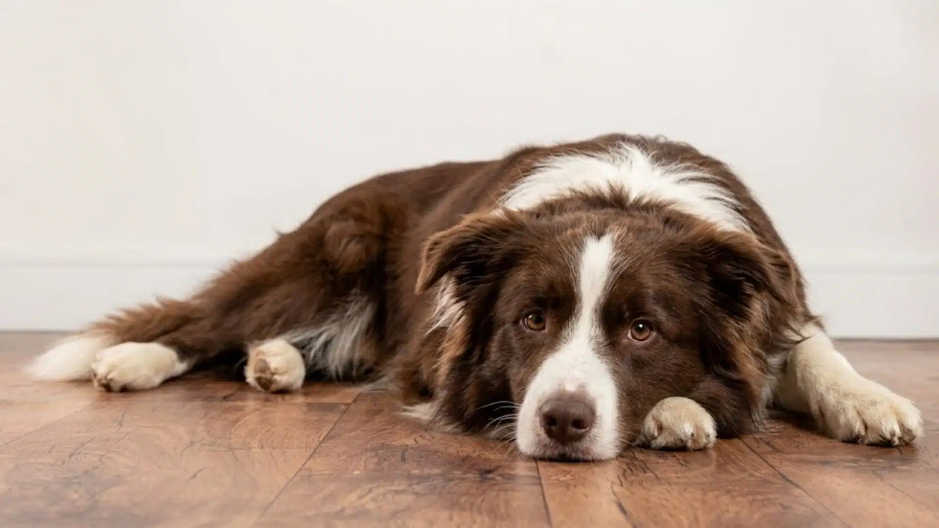 Brown and white dog lying on wooden floor, resting head down, looking tired and calm indoors