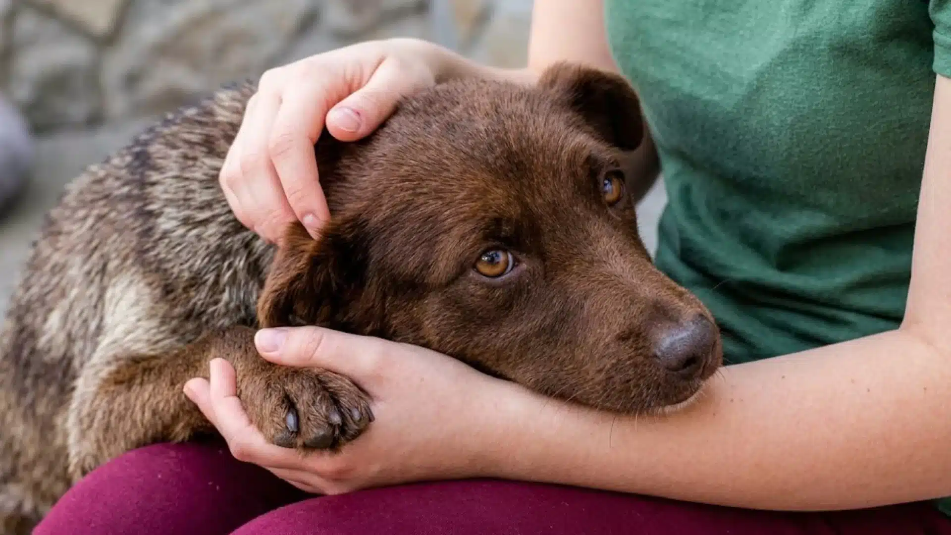 Brown dog resting in owner's arms, looking weak and uncomfortable, showing signs of nausea in dogs