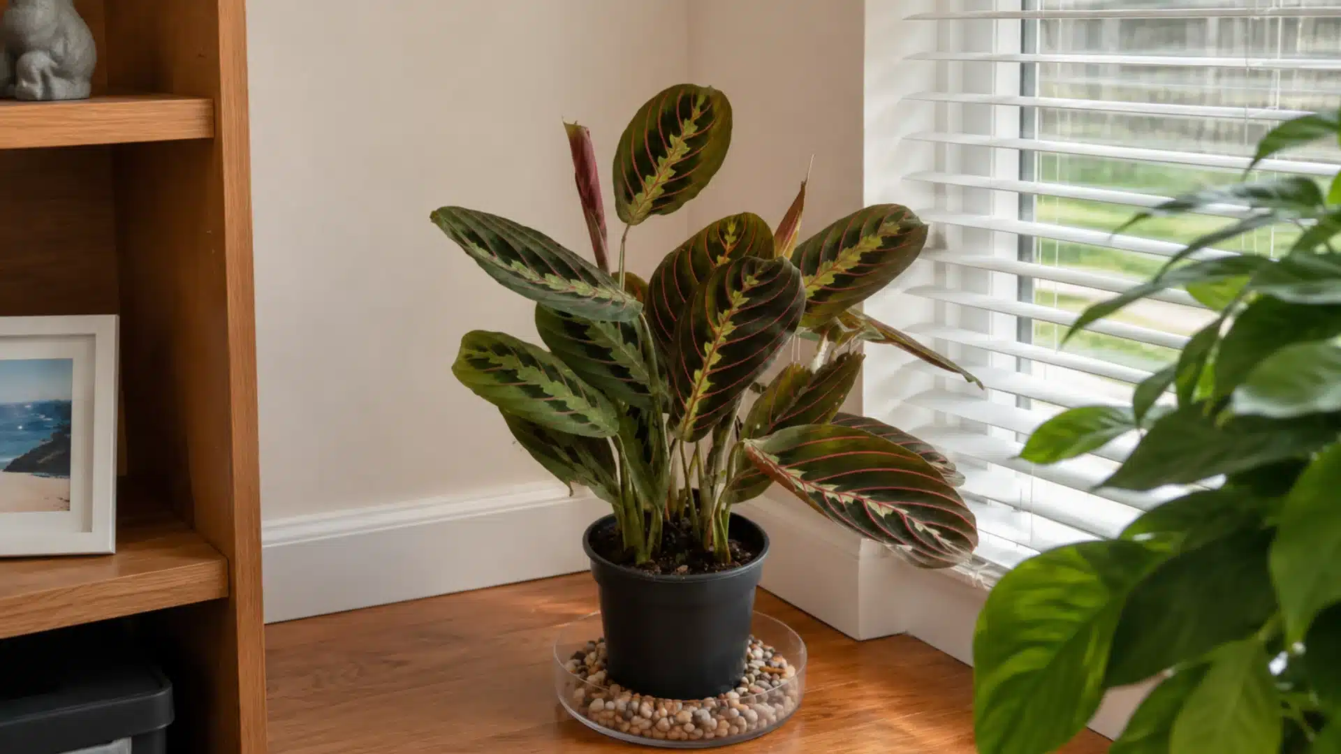 Calathea prayer plant in black pot near window blinds on wooden floor in cozy room