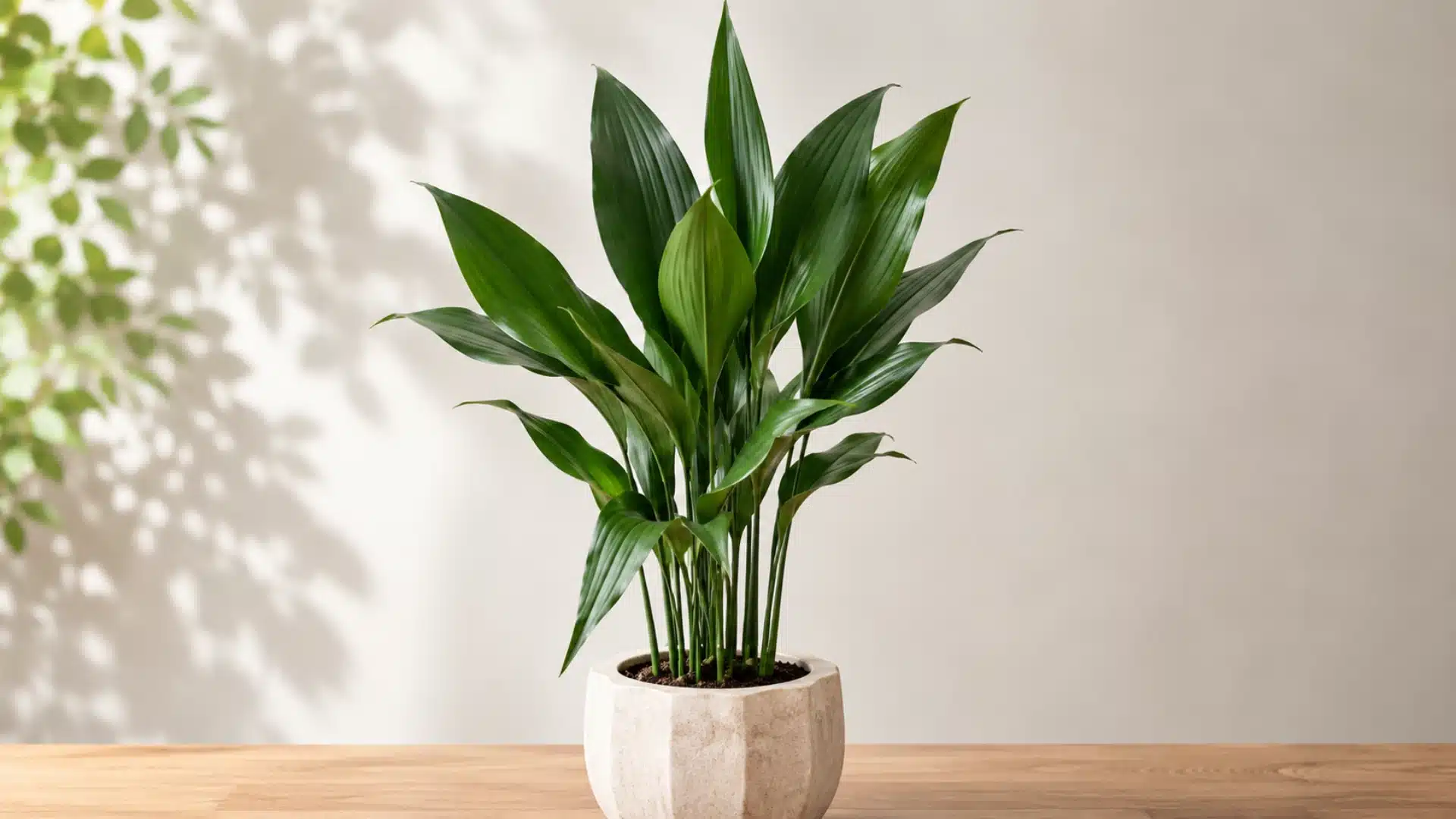 Cast iron plant in textured pot on wooden table with soft natural light background