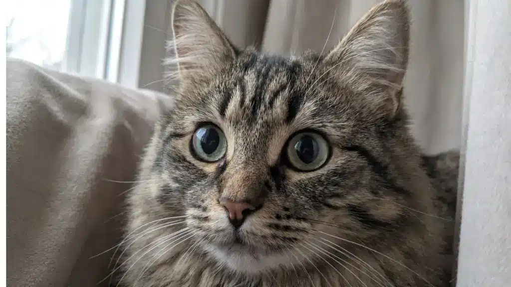 Close-up of a cat with wide dilated pupils sitting by a window, soft natural light highlighting detailed fur and alert expression