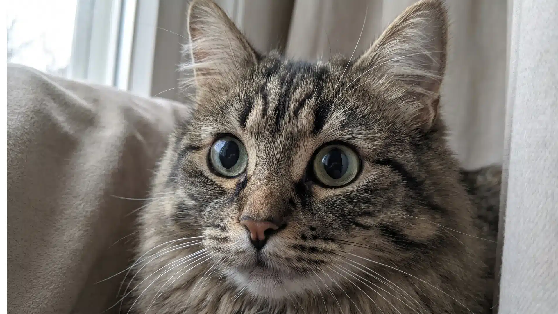 Close-up of a cat with wide dilated pupils sitting by a window, soft natural light highlighting detailed fur and alert expression