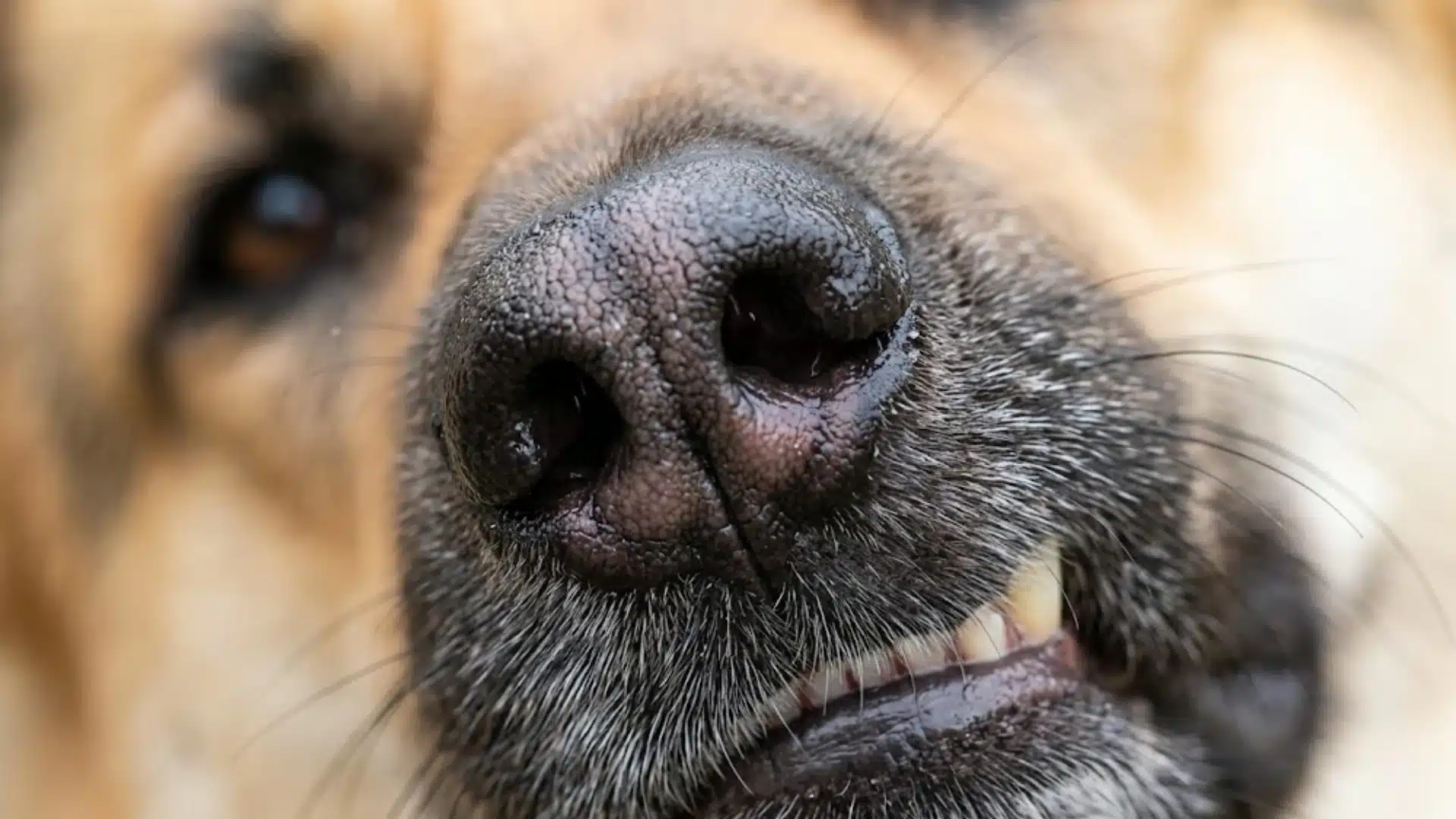 Close-up of a dog nose with slight moisture and visible whiskers, showing natural texture and nasal detail