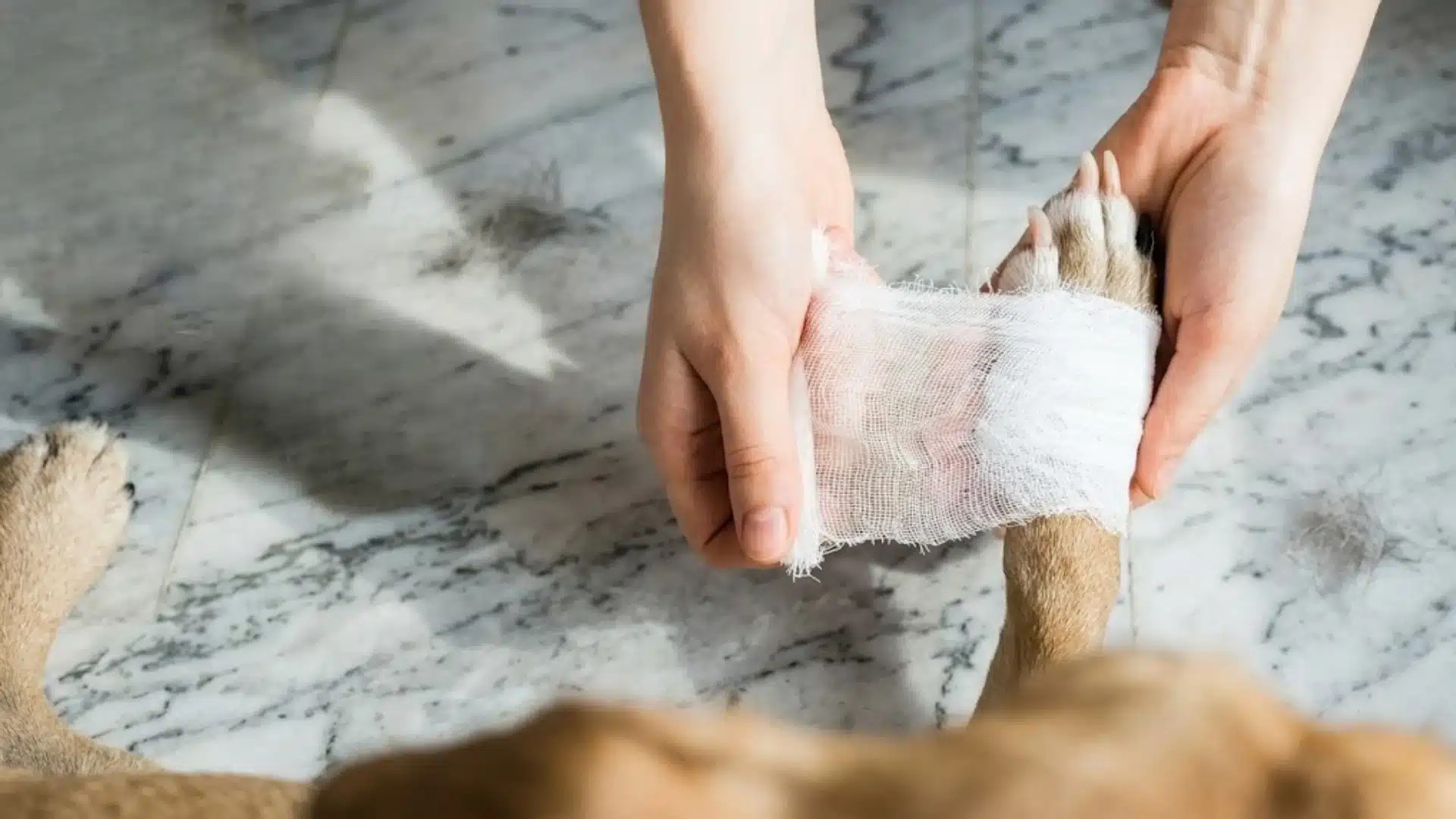 Close-up of a person's hands carefully wrapping a white gauze bandage around a dog's injured paw on a marble floor
