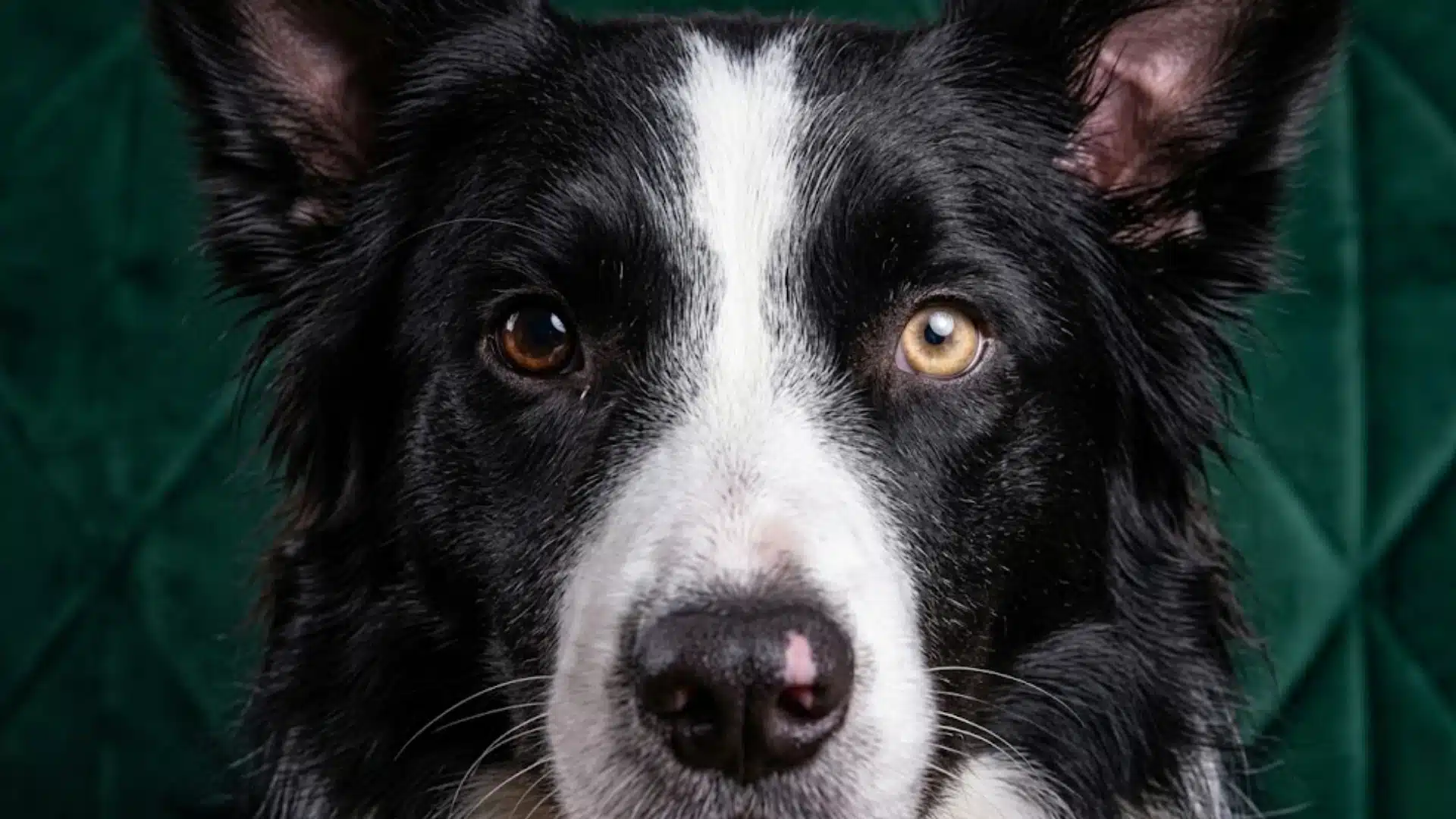 Close-up of black and white dog with anisocoria, showing one dilated pupil and one normal eye