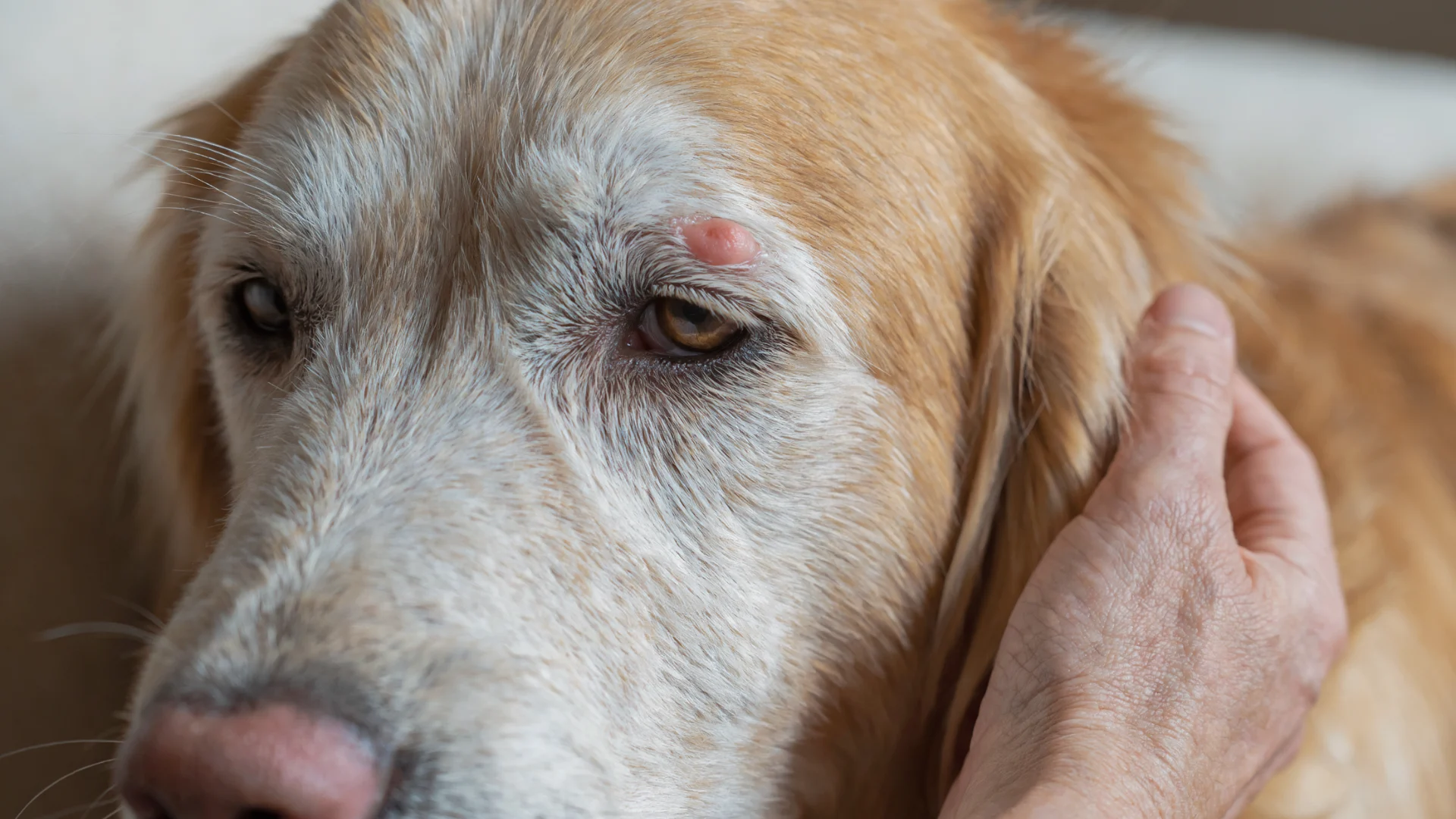 Close-up of senior dog with pink eyelid bump while owner gently examines eye area indoors under soft natural lighting conditions (1)