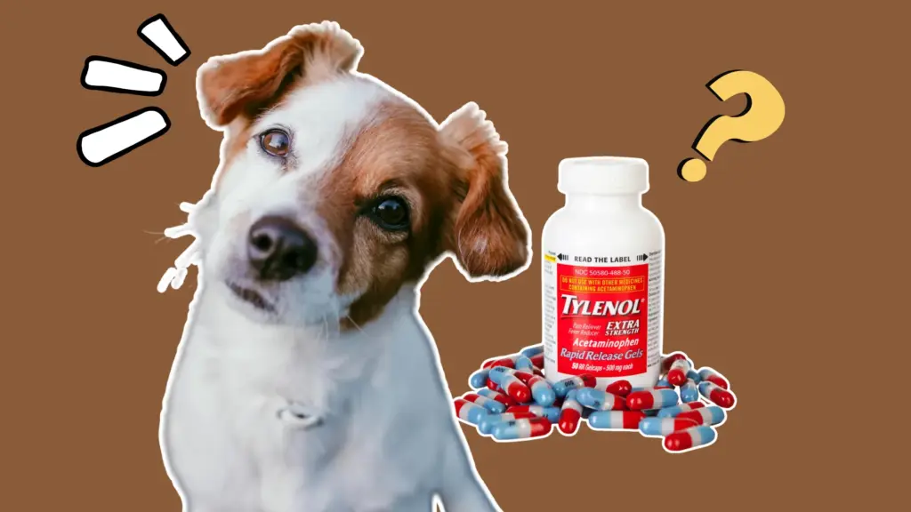 Curious dog looking at Tylenol bottle and pills with question mark, highlighting medication safety concern