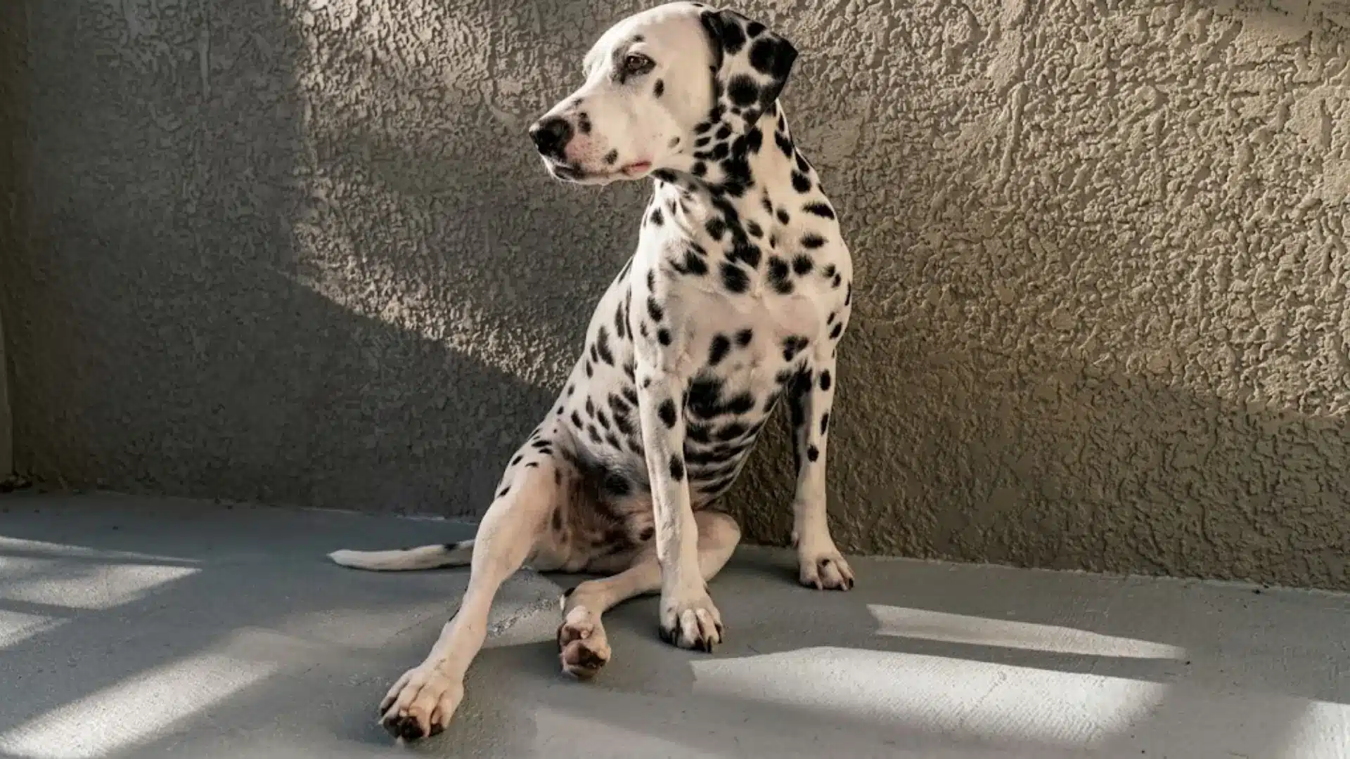 Dalmatian sitting indoors with uncomfortable posture showing possible hip discomfort near textured wall