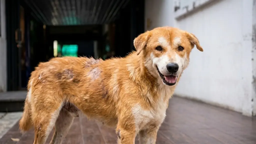 Dog with patchy fur loss and irritated skin standing indoors with visible bald spots on its coat