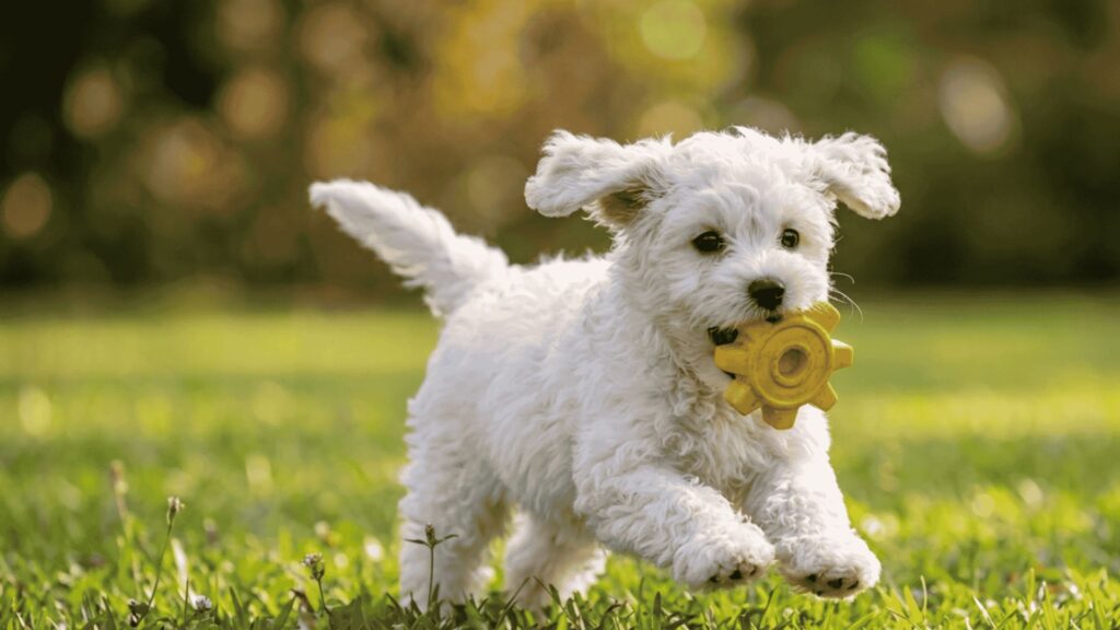 fluffy white puppy caught mid-zoomies running in grass with a yellow gear toy