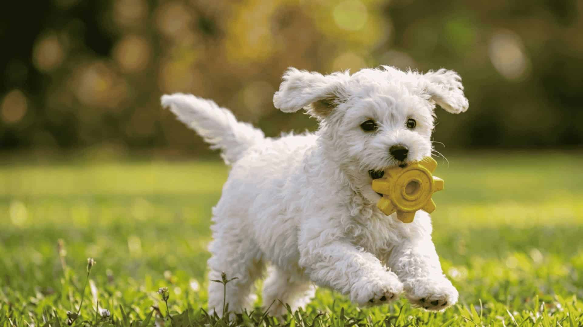 fluffy white puppy caught mid-zoomies running in grass with a yellow gear toy