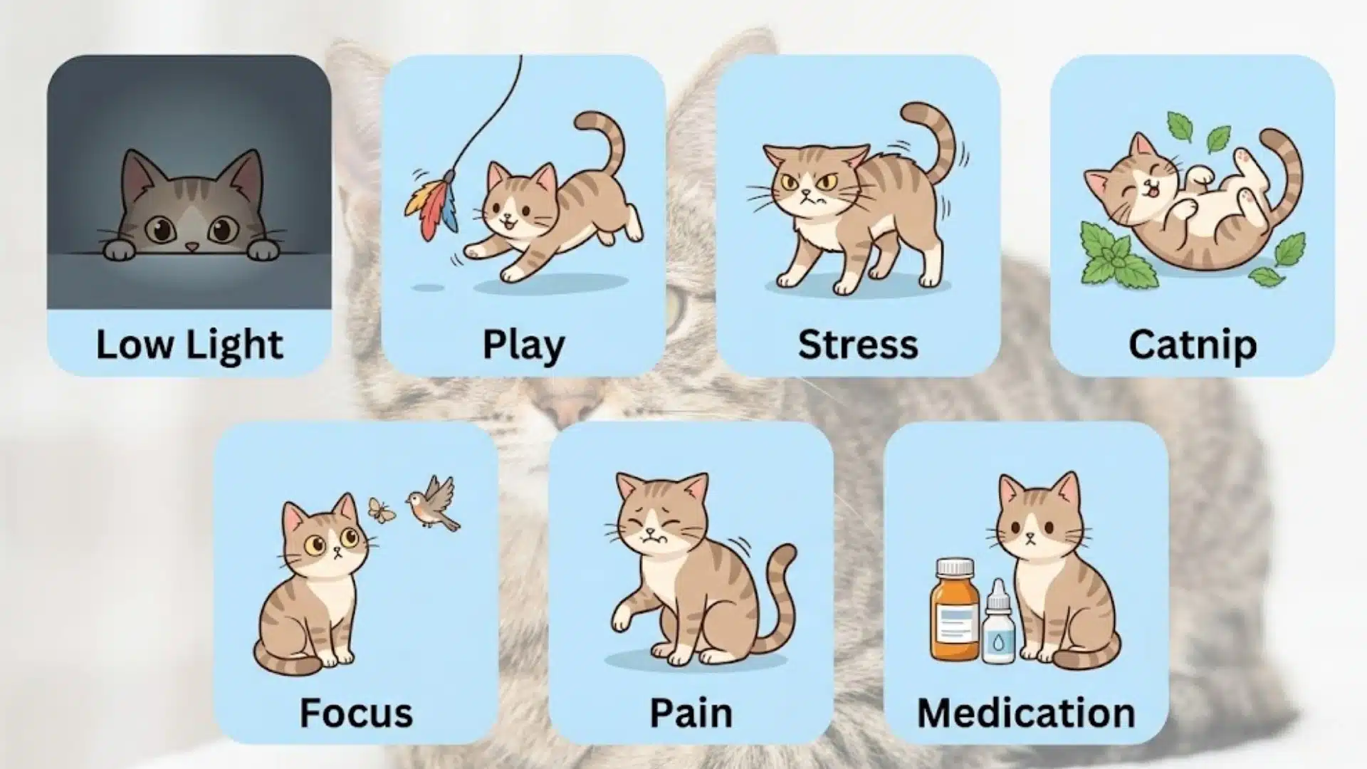 Infographic showing common reasons for big cat pupils, including low light, play, stress, catnip, focus, pain, and medication