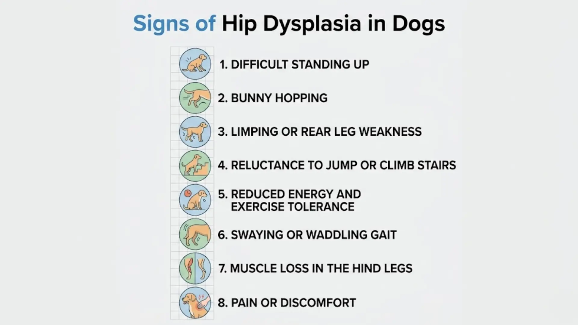 Infographic showing common signs of hip dysplasia in dogs including limping and bunny hopping