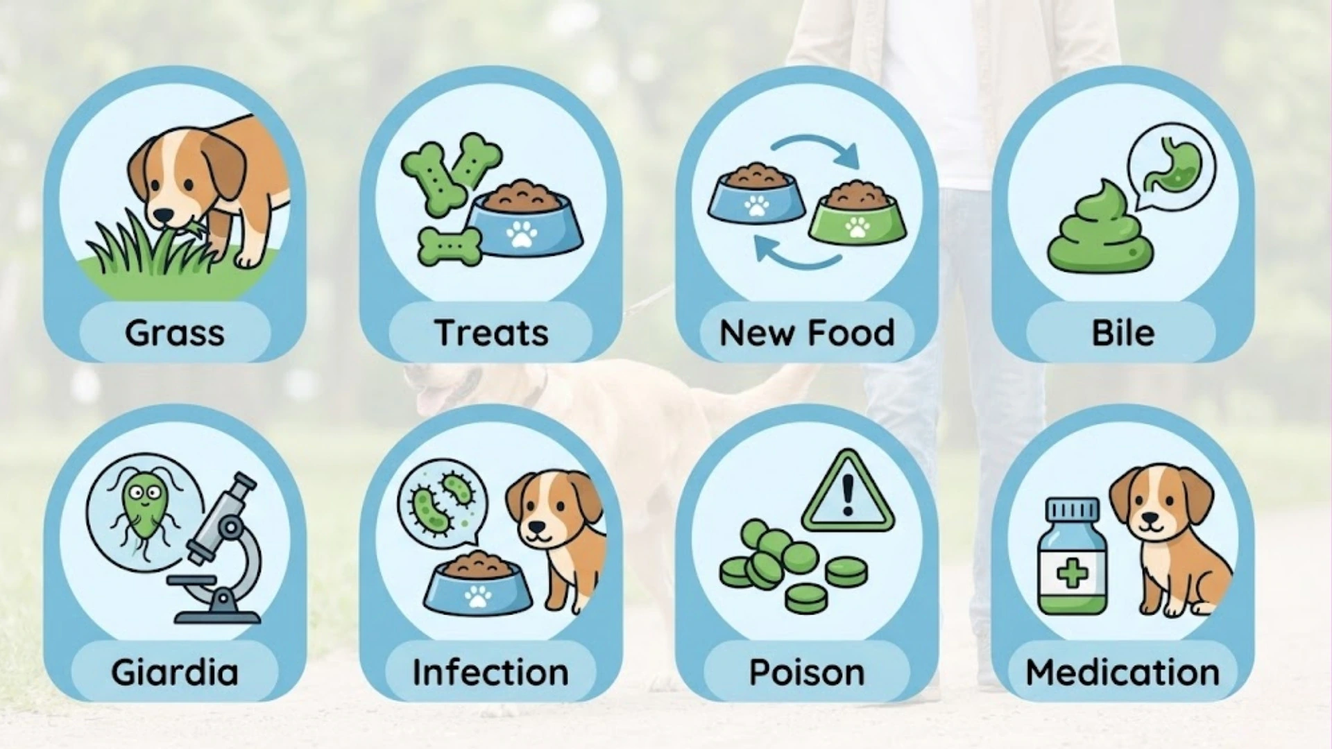 Infographic showing eight causes of green dog poop including grass, treats, bile, infection, poison, and medication