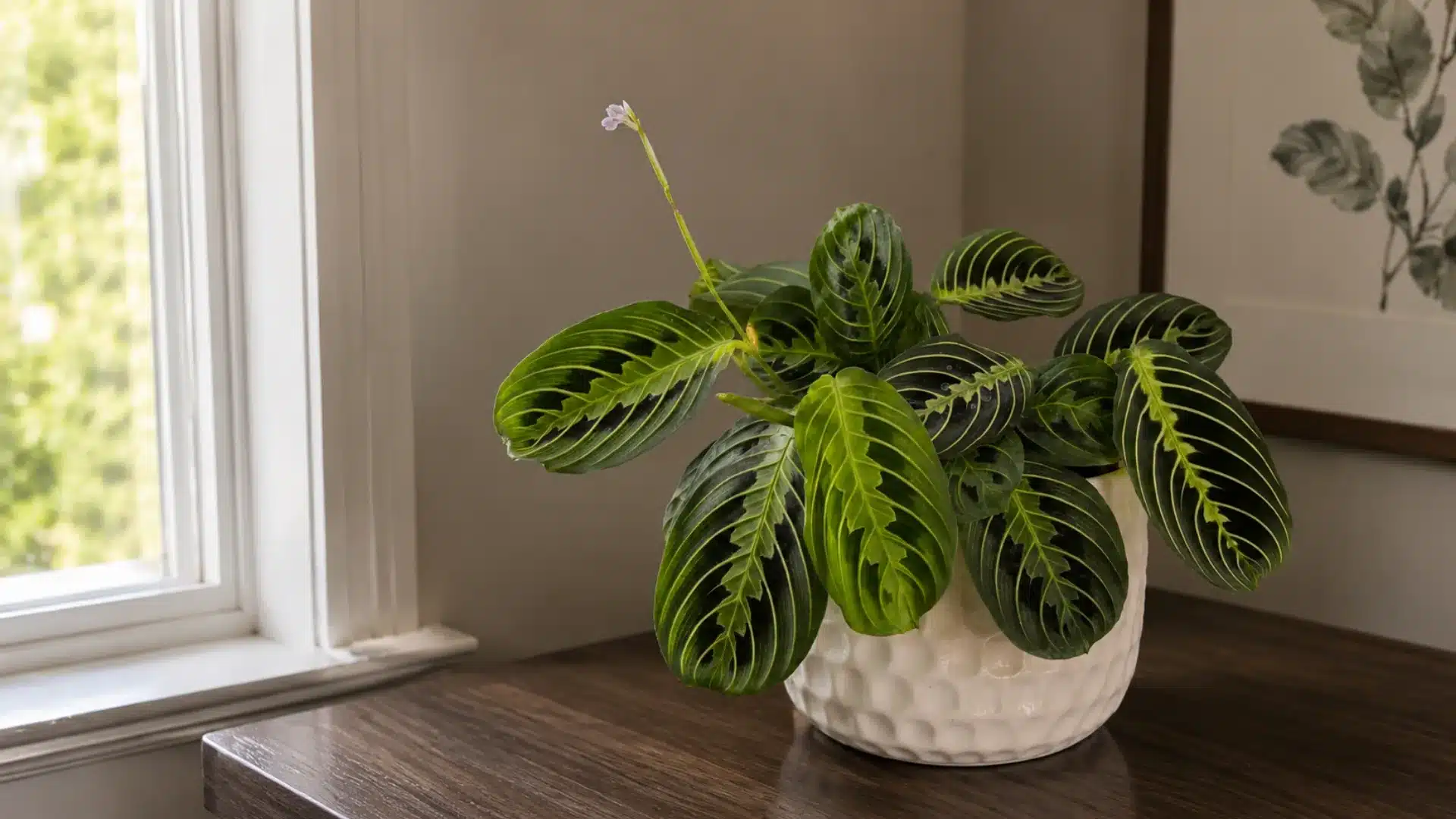 Maranta prayer plant in white textured pot on wooden table near bright window indoors