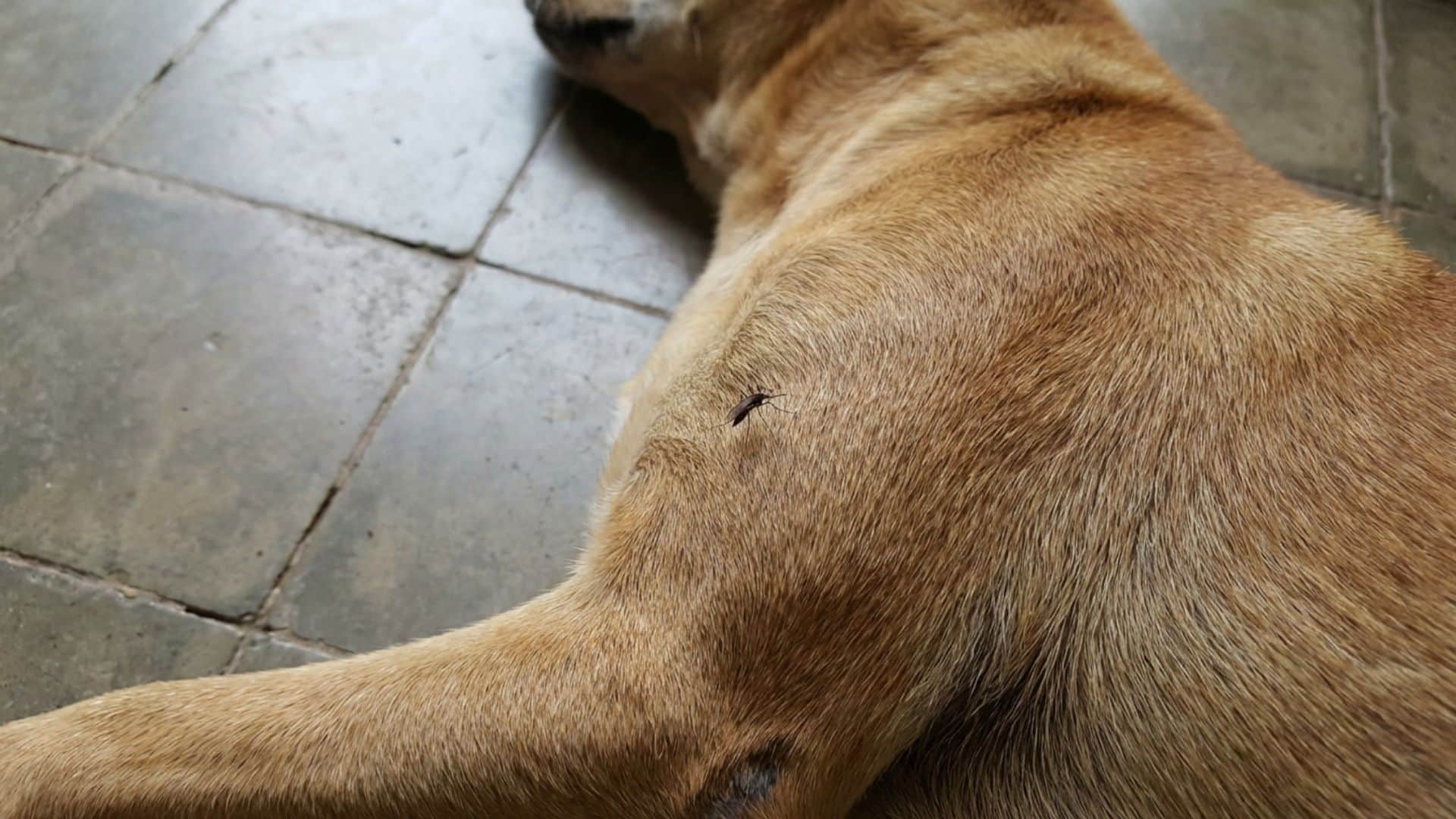 Mosquito sitting on a dog’s fur while the dog rests on a tiled floor