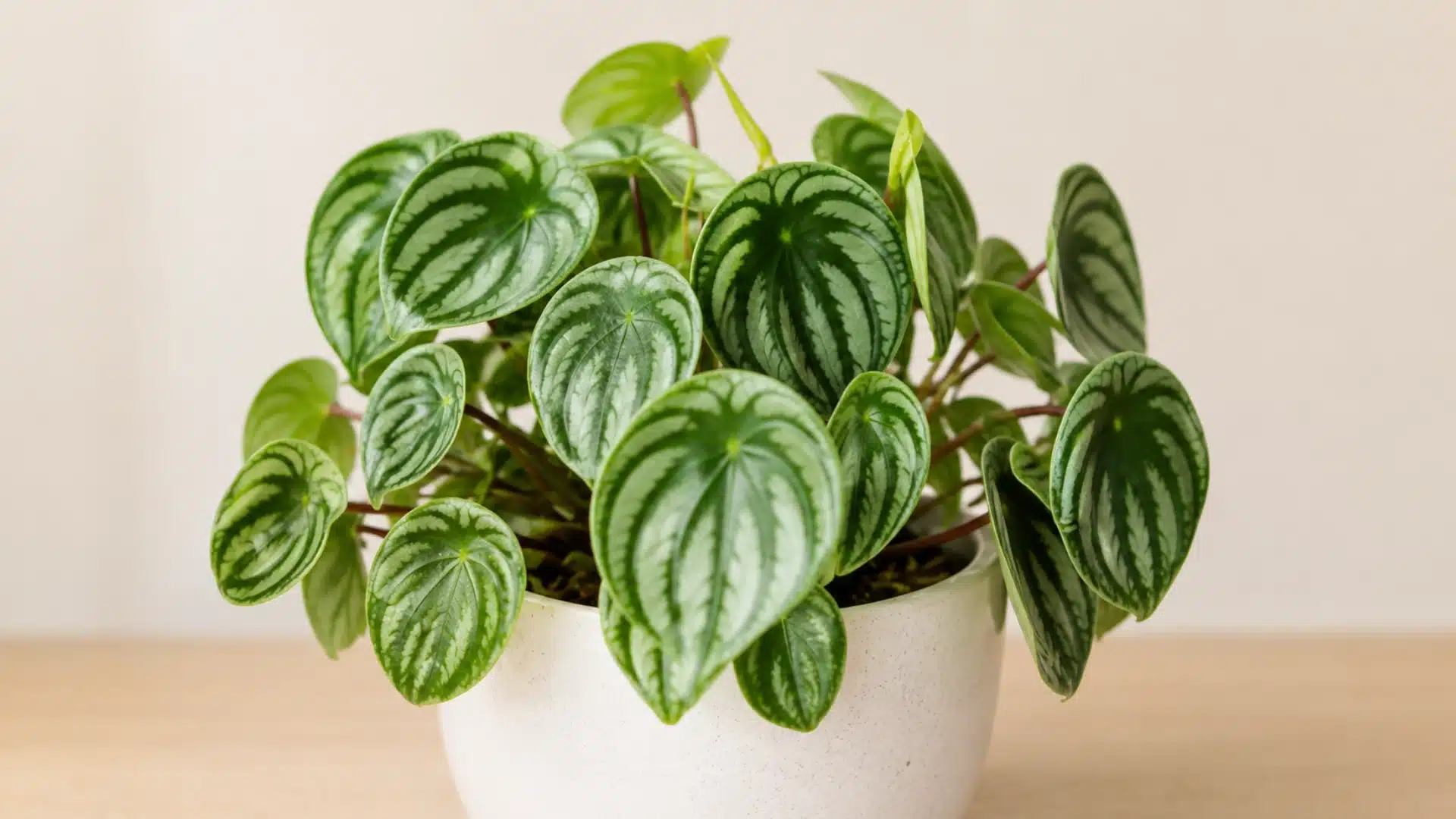 Peperomia plant with striped green leaves in white pot on table with soft indoor background