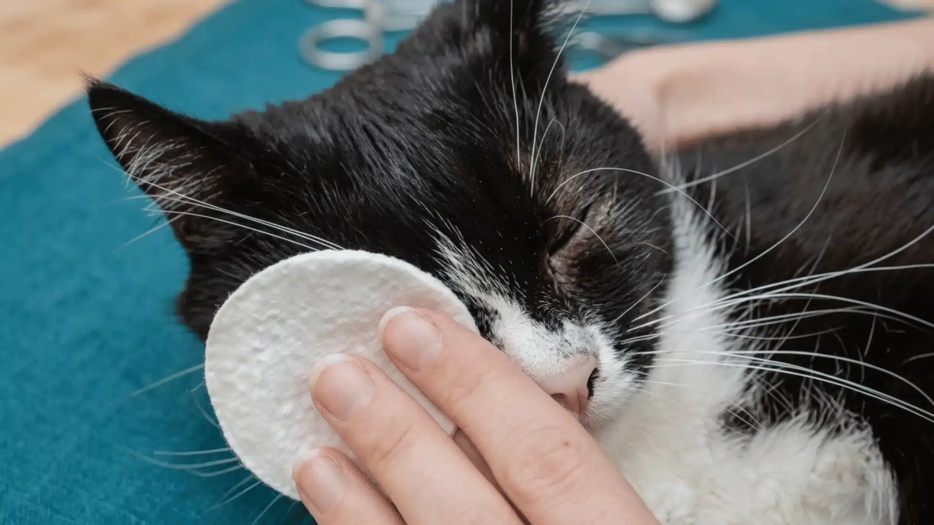 Person cleaning a black and white cat’s watery eye with a cotton pad during gentle home care