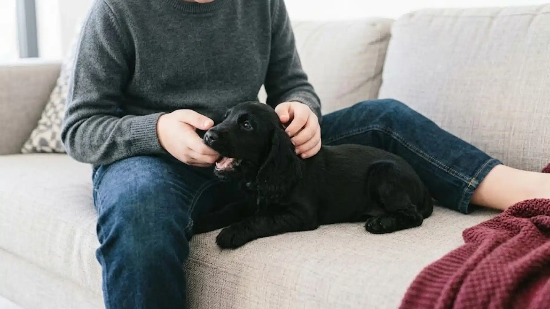 Person sitting on a couch gently playing with a black puppy that is lightly biting their hand indoors