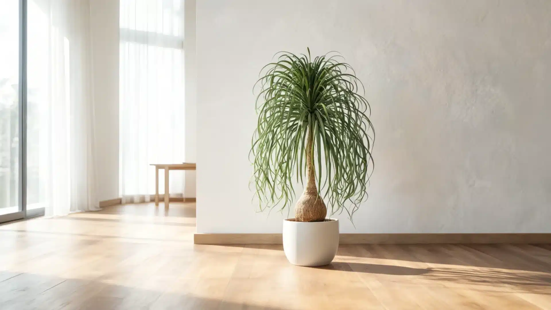 Ponytail palm in white pot placed on wooden floor in bright minimalist living room