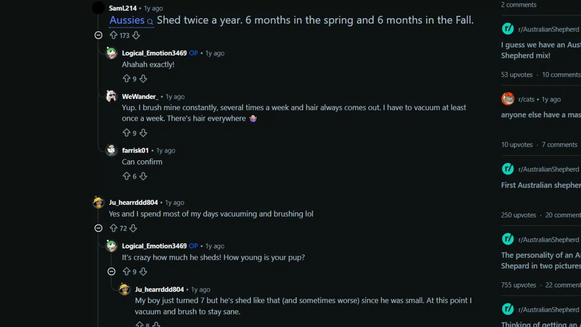 Reddit comments discussing how heavily Australian Shepherds shed and frequent brushing needs
