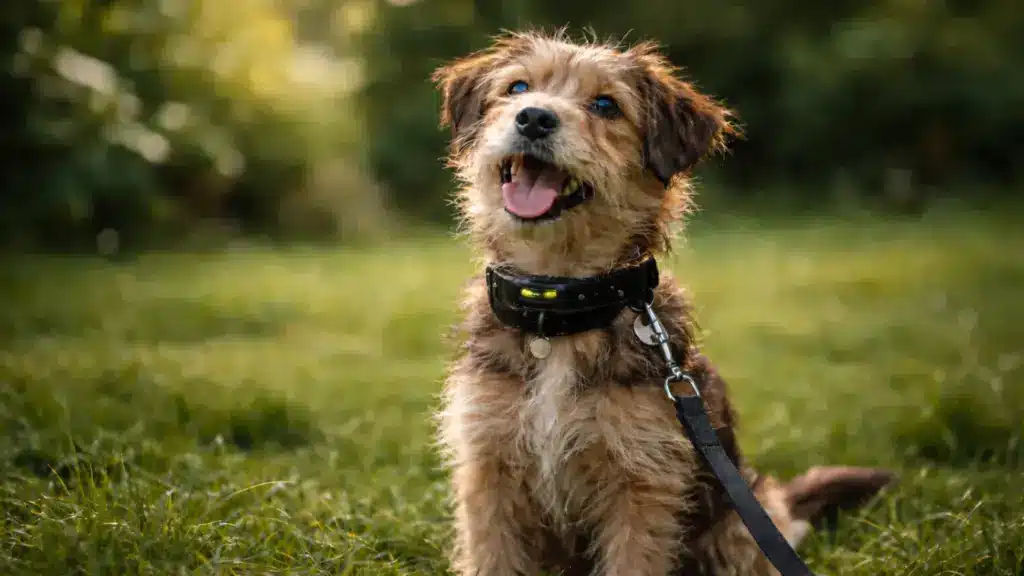 Scruffy brown terrier mix puppy sitting in a grassy field with its mouth open, wearing a black collar and leash.