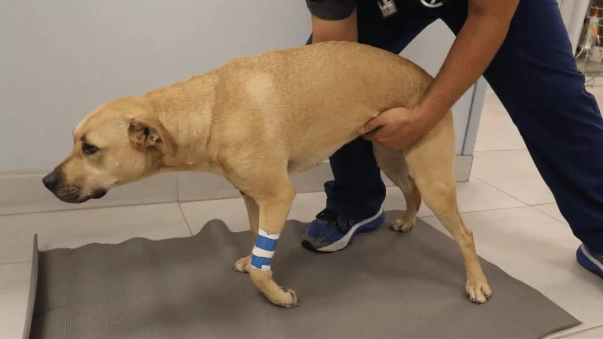 Senior dog with weak back legs receiving mobility support during veterinary rehabilitation therapy