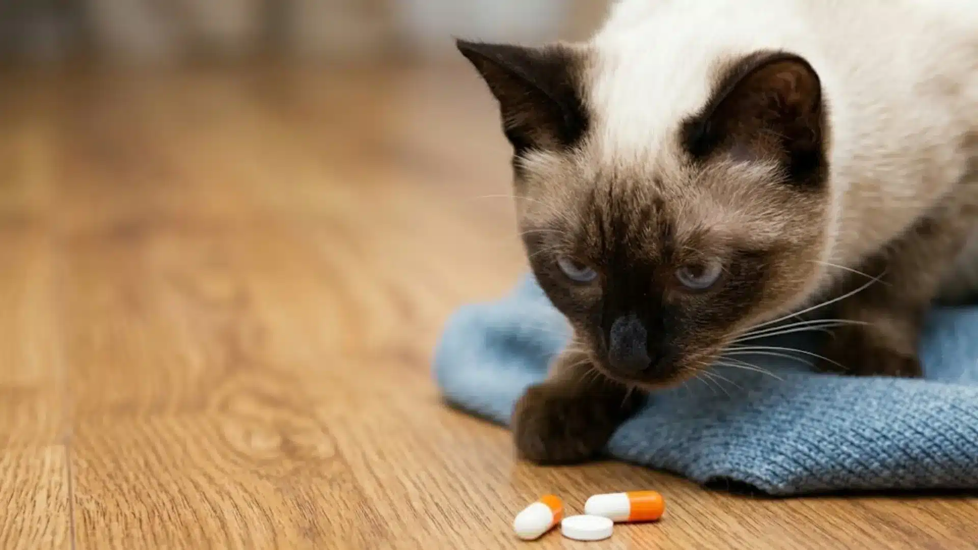 Siamese cat looking at gabapentin pills on floor during home medication and pain treatment routine