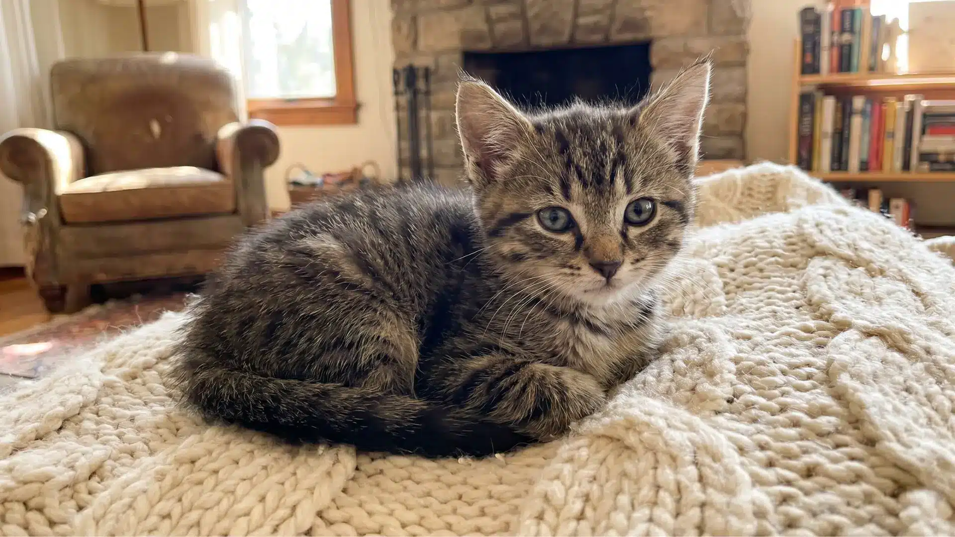 Small tabby kitten resting on a knitted blanket in a cozy living room with warm natural sunlight indoors