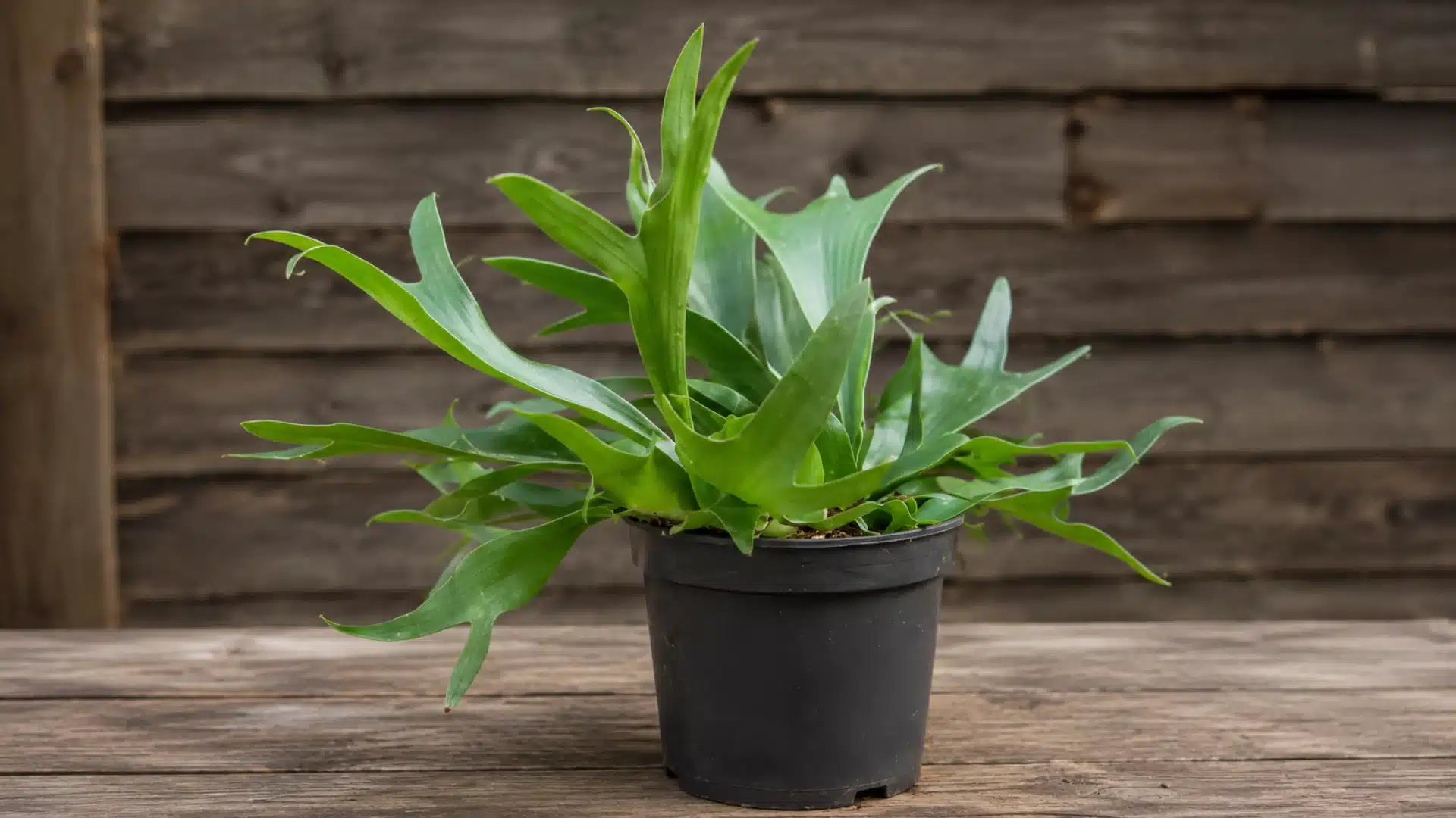 Staghorn fern in black nursery pot on wooden table with rustic wood background