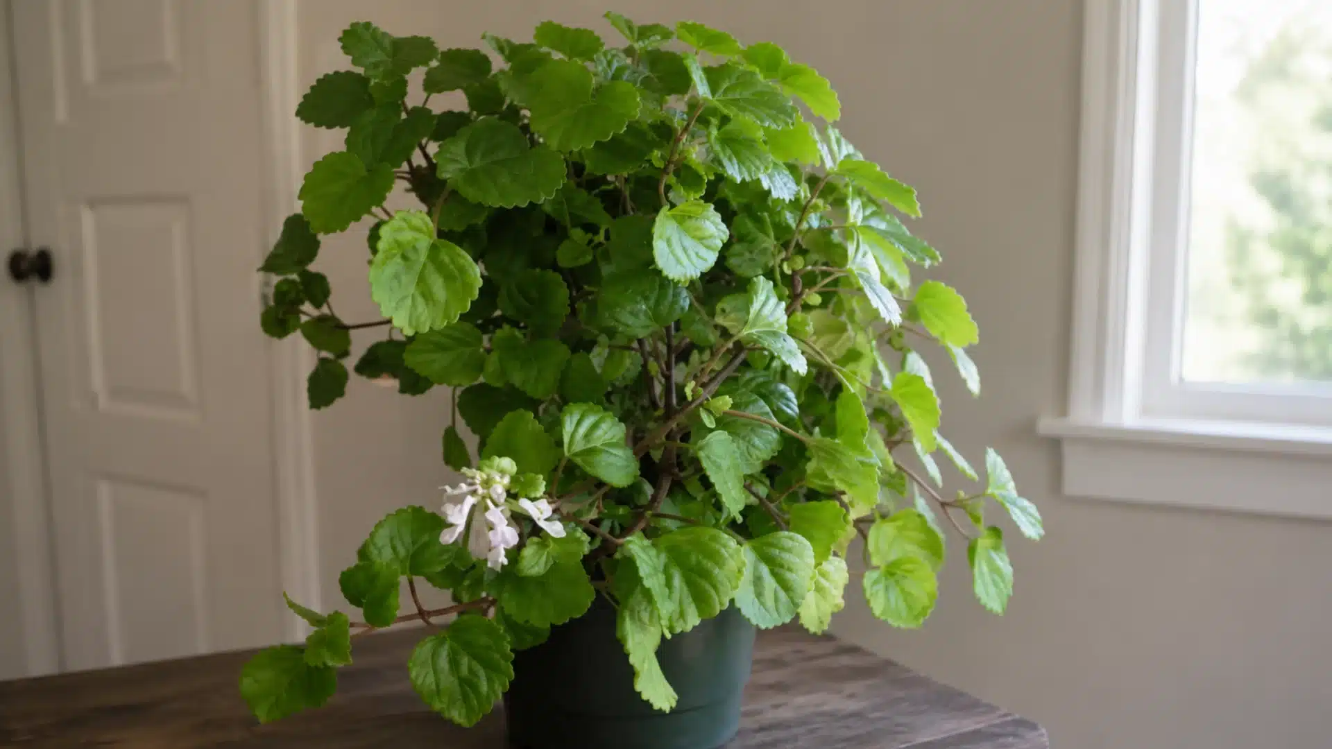 Swedish ivy plant in green pot on wooden table near bright window indoors