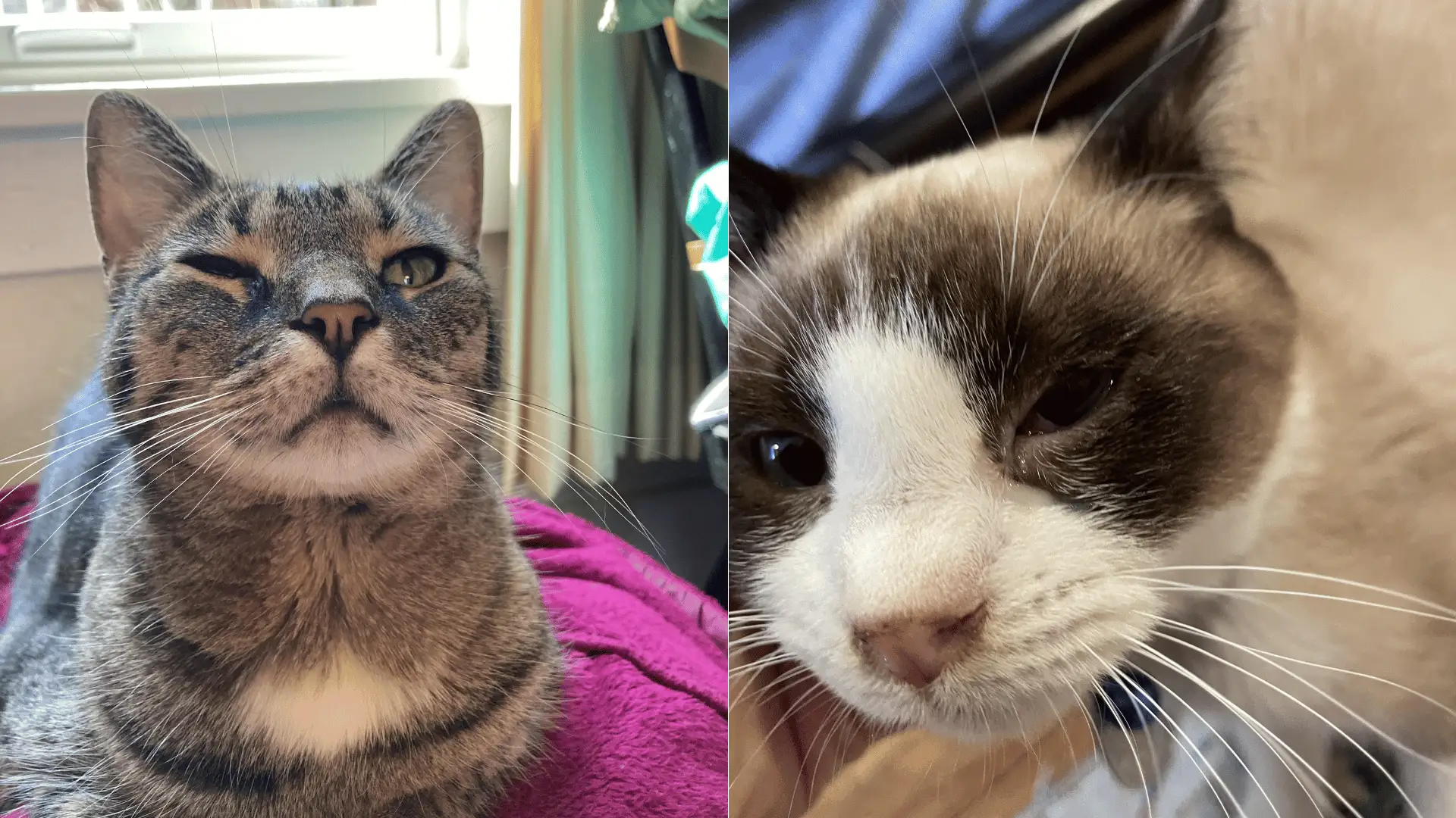 Two cats with watery eyes giving sleepy side-eye expressions indoors, showing signs of eye irritation