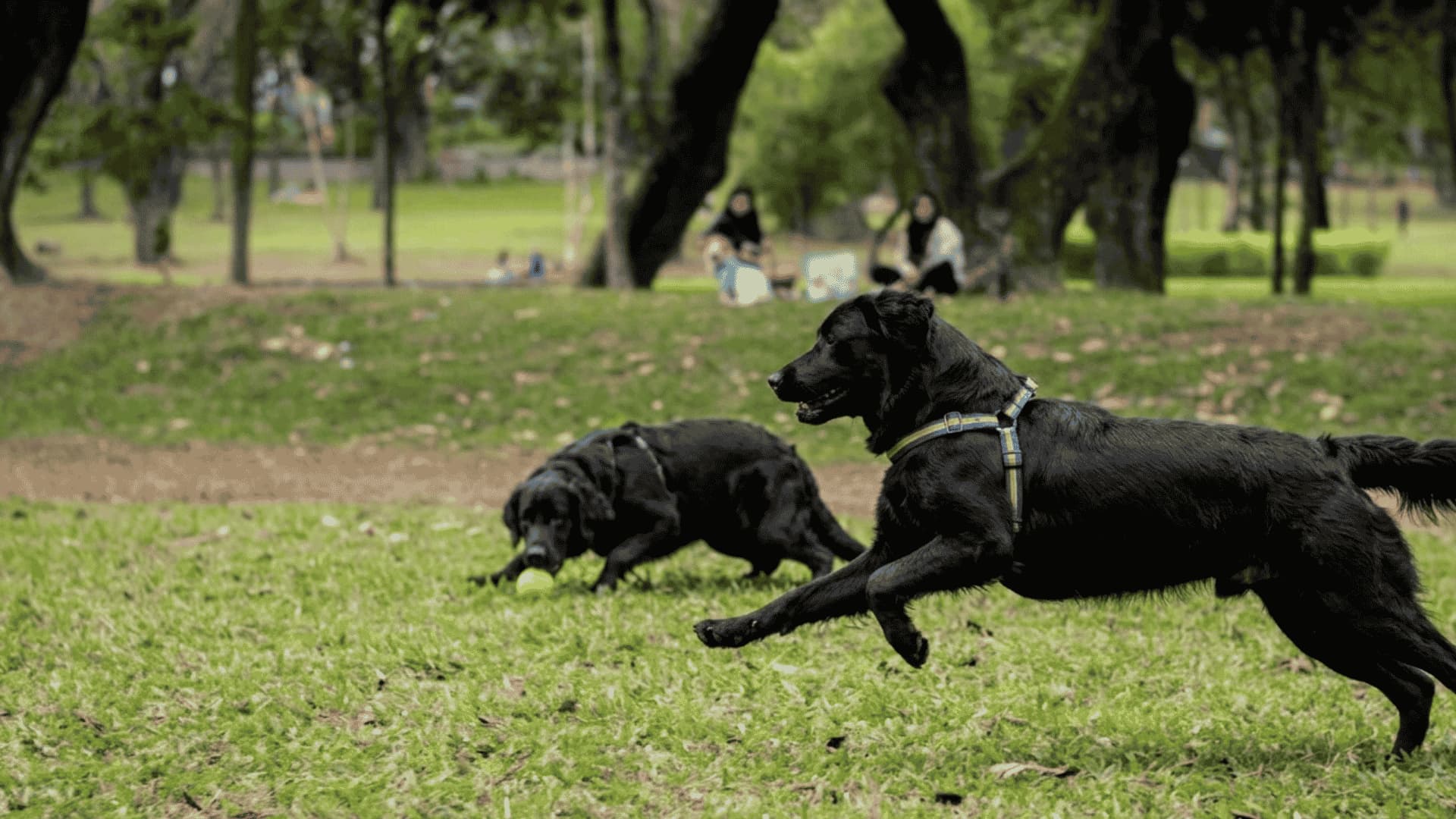 Two black dogs with zoomies run in a park, one chasing a tennis ball