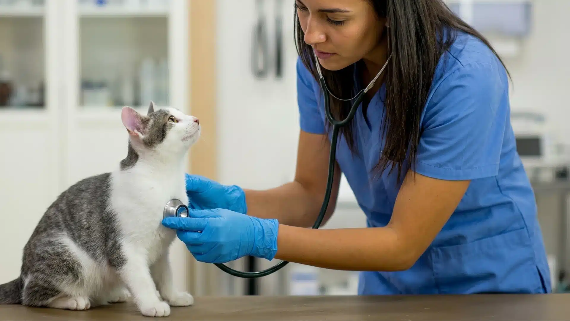 Veterinarian using a stethoscope to examine a young kitten during a routine health check in a bright clinic