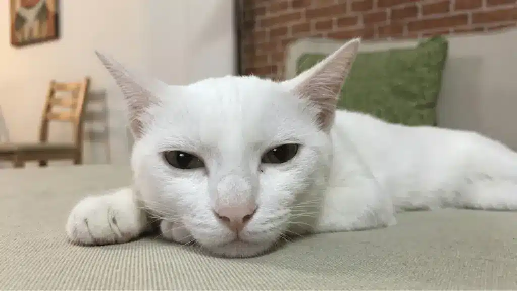White cat resting on a couch with slightly watery eyes, showing signs of eye irritation indoors