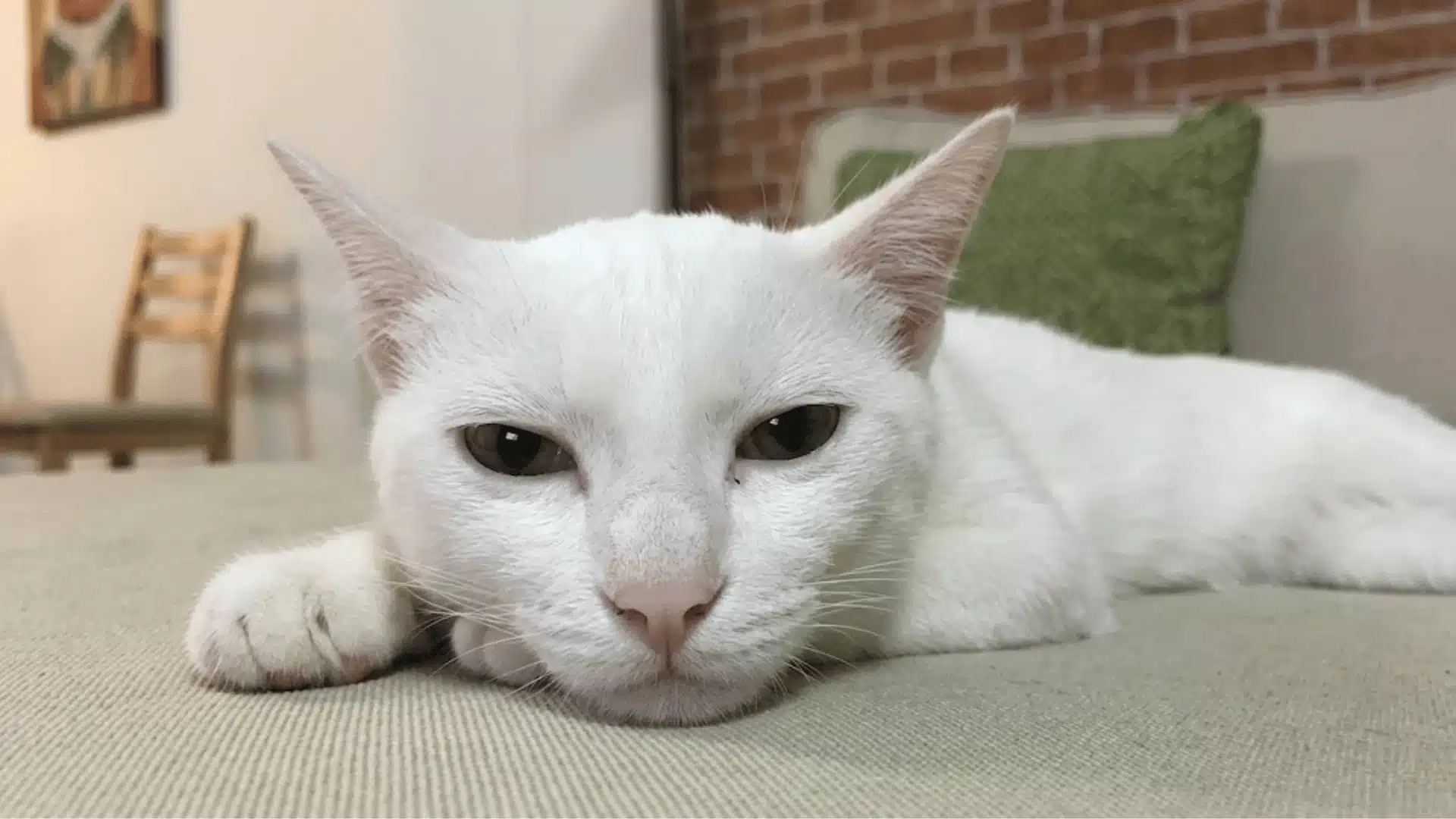 White cat resting on a couch with slightly watery eyes, showing signs of eye irritation indoors