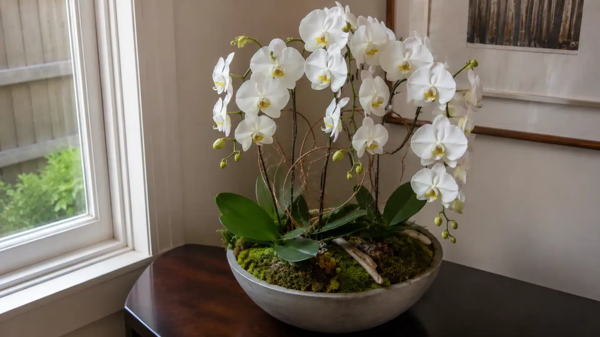 White orchid arrangement in decorative bowl beside window on dark wooden table indoors
