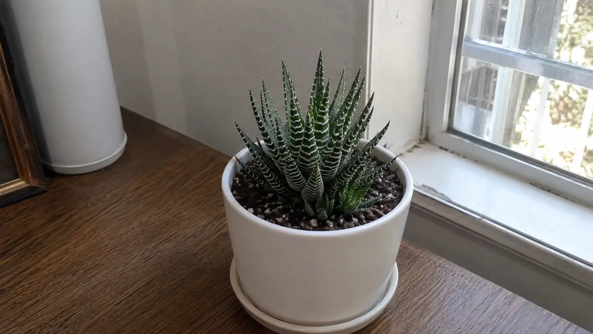 Zebra haworthia succulent in white ceramic pot on wooden table beside sunny window