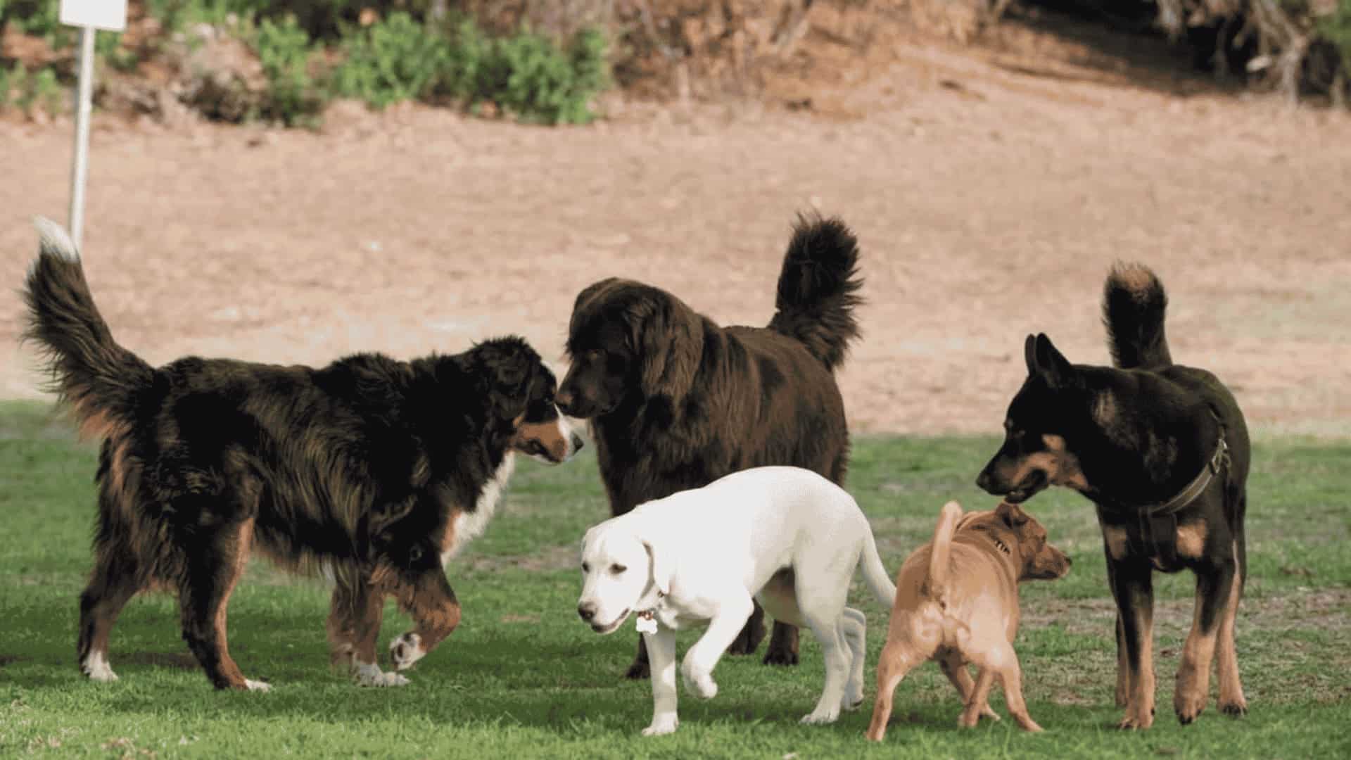 Five diverse dogs interacting in a grassy park
