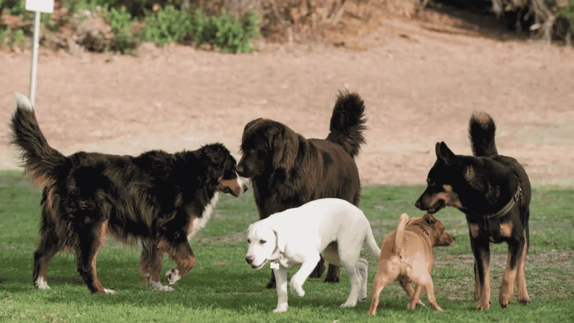 Five diverse dogs interacting in a grassy park